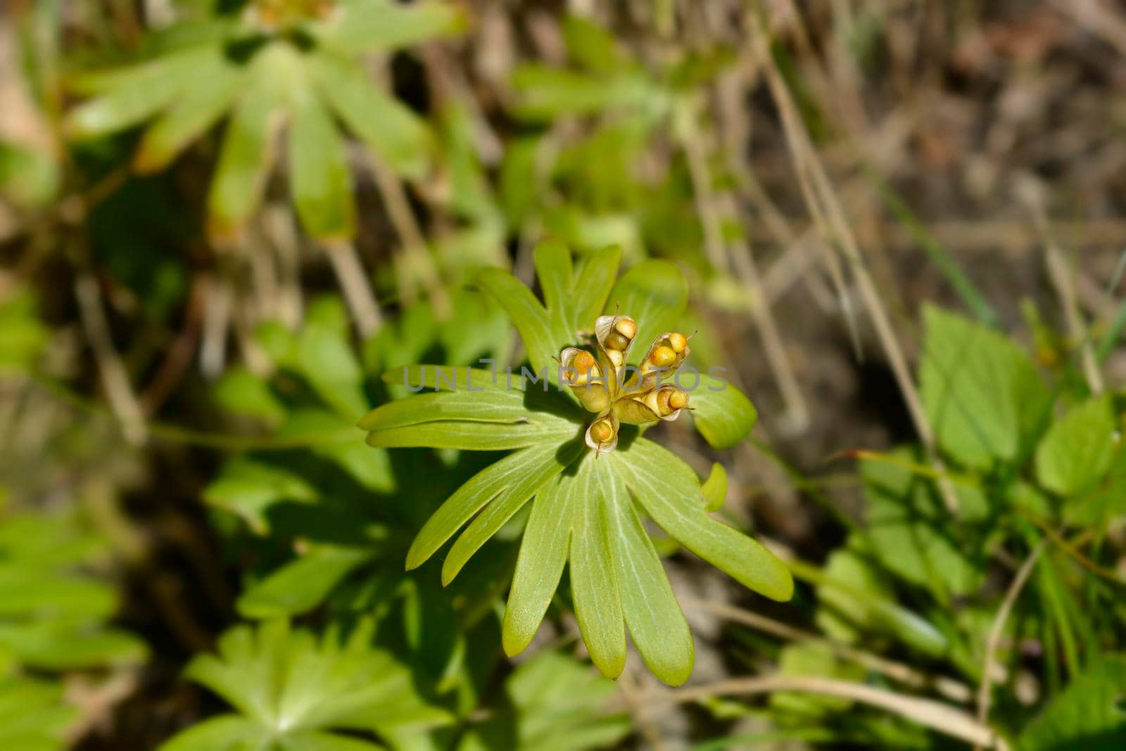 Winter aconite seed pods - Latin name - Eranthis hyemalis