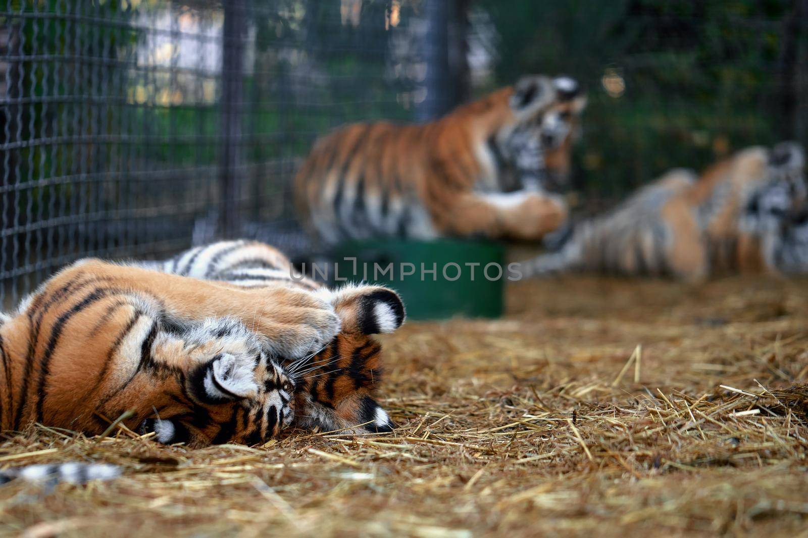 Little tiger cubs playing. young Tiger.