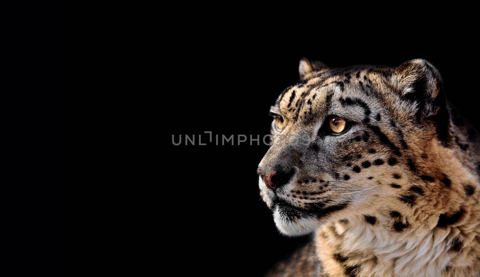 Beautiful Portrait of a Snow Leopard On black background. Portrait of a wild cat Irbis (Uncia uncia) by EvgeniyQW