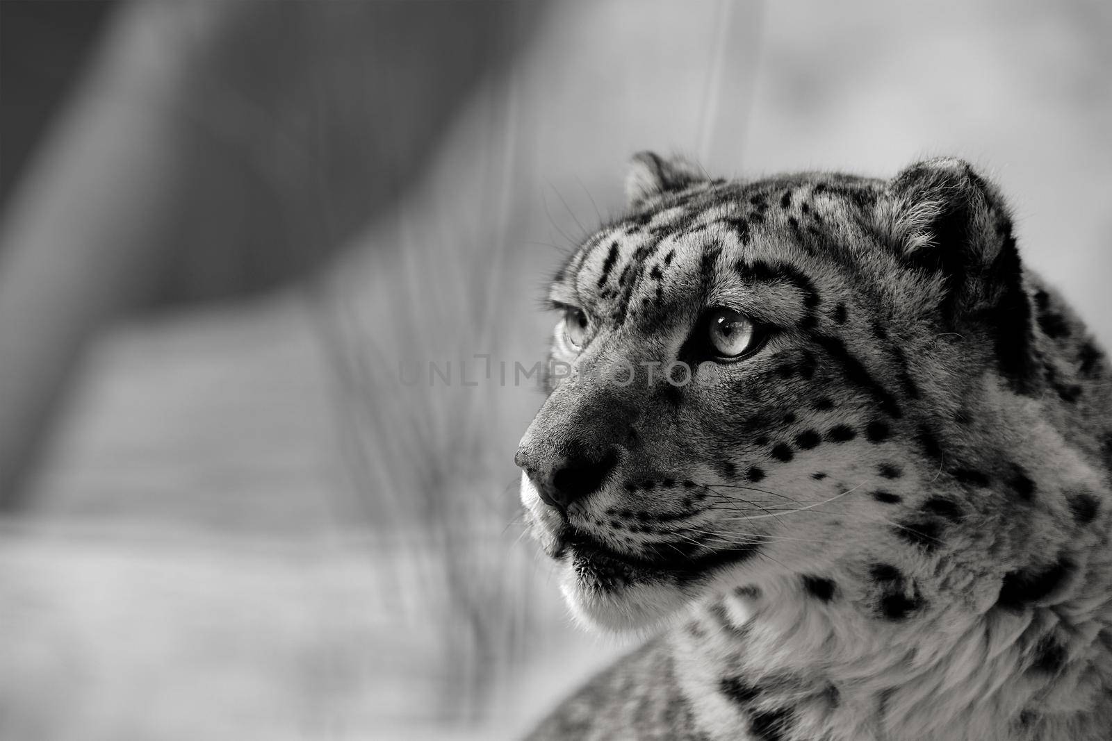 Beautiful Portrait of a Snow Leopard. Winter portrait of a wild cat Irbis (Uncia uncia)