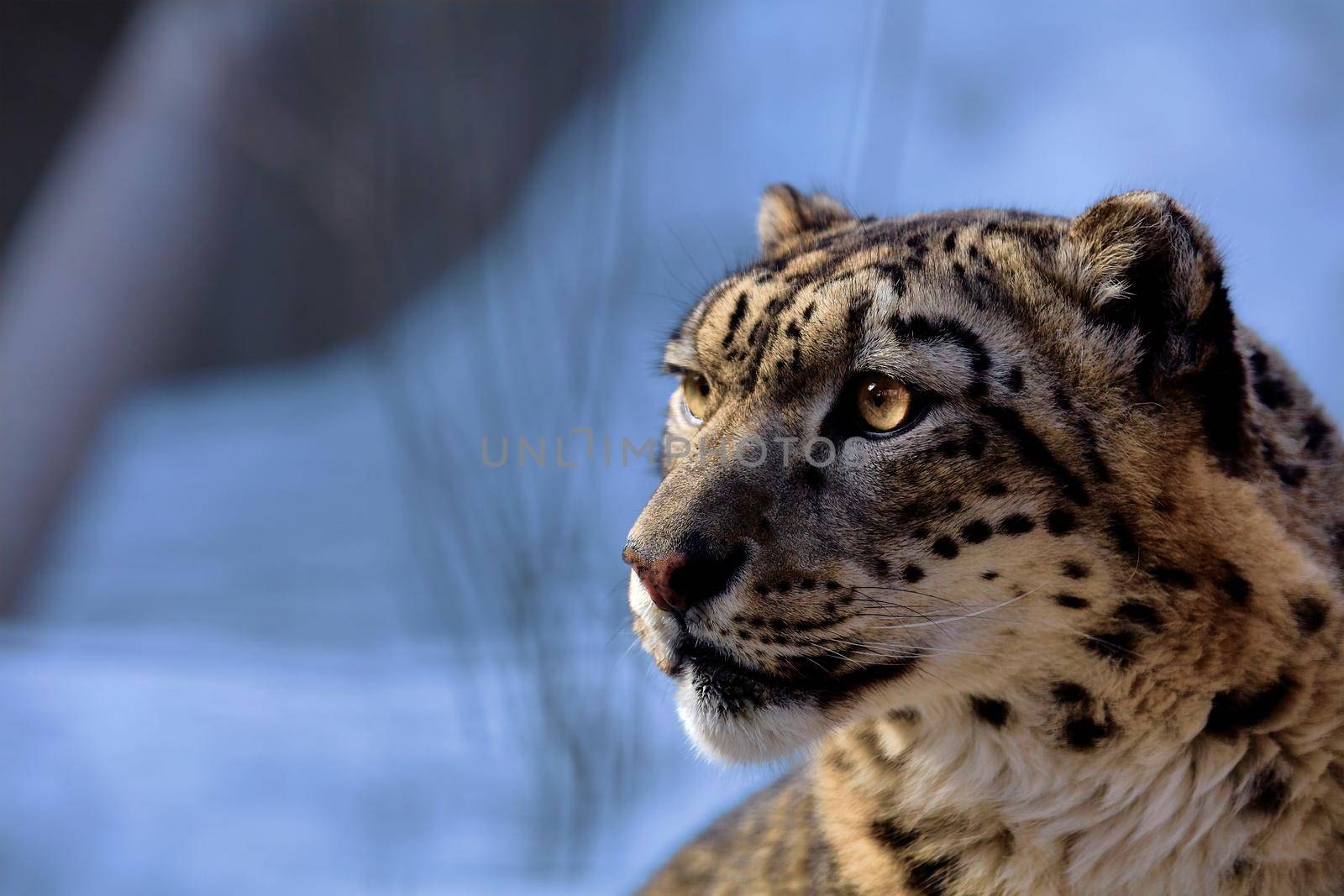 Beautiful Portrait of a Snow Leopard. Winter portrait of a wild cat Irbis (Uncia uncia)