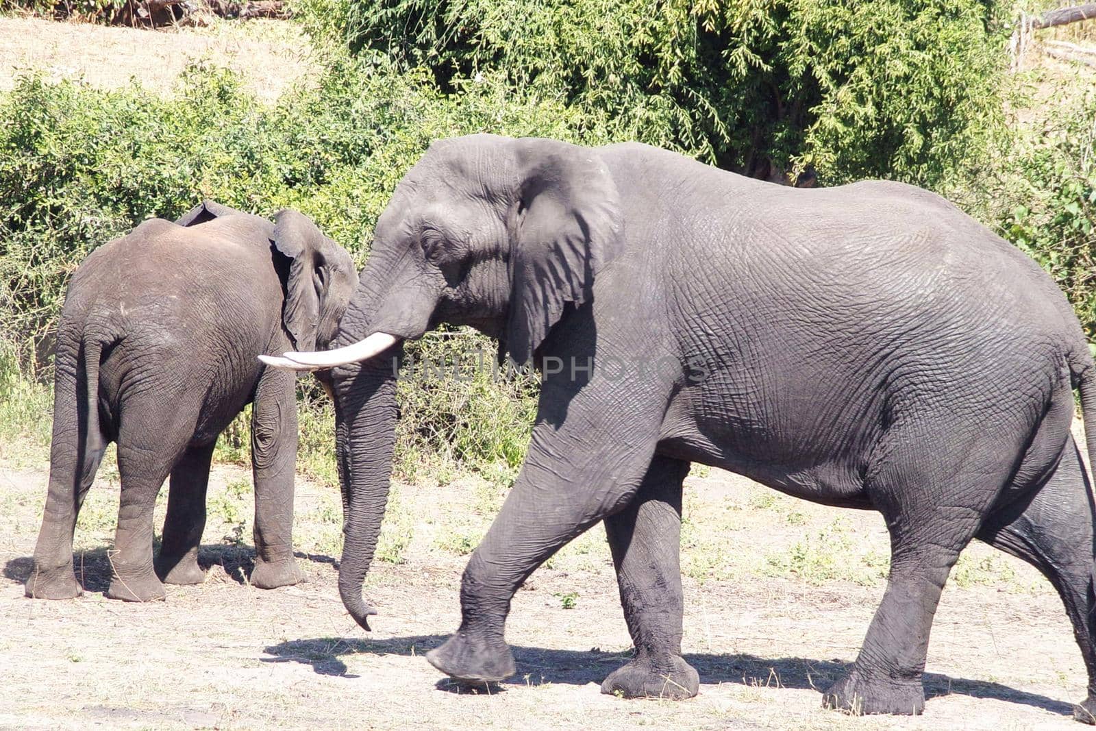 Beautiful Wildlife places in  Khwai, Botswana