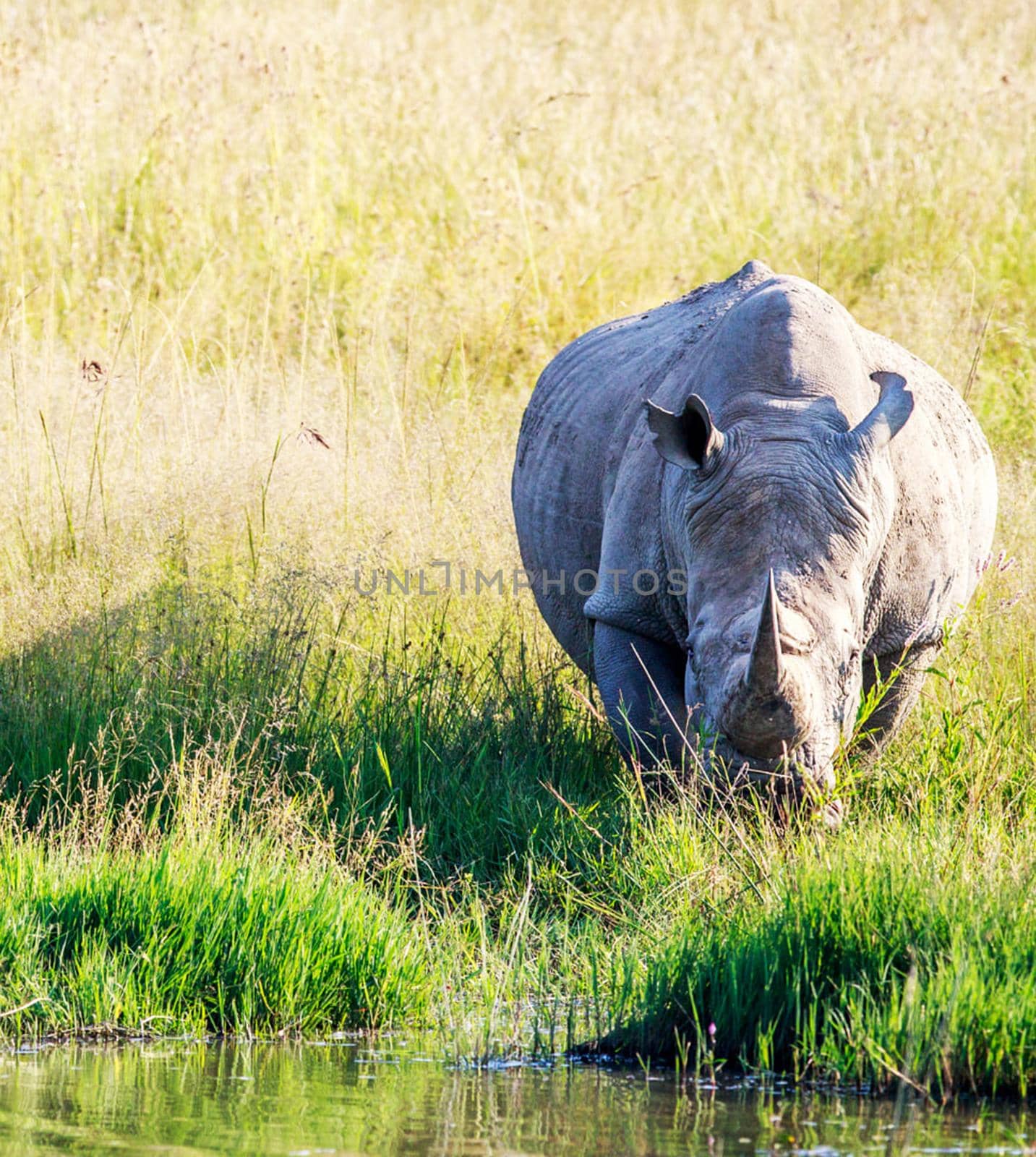 Magical Wildlife places in Khwai, Botswana