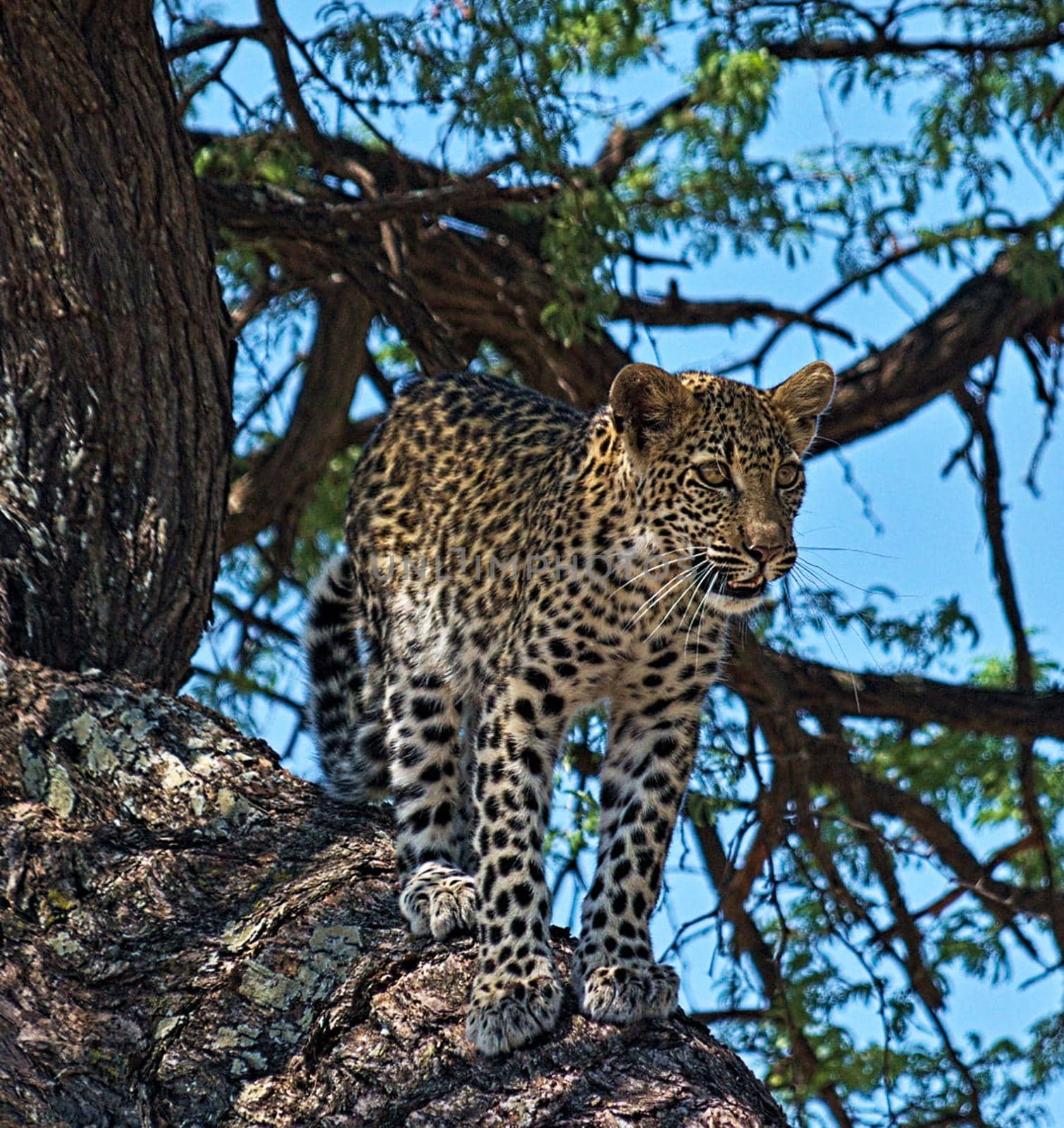 Magical Wildlife places in Khwai, Botswana