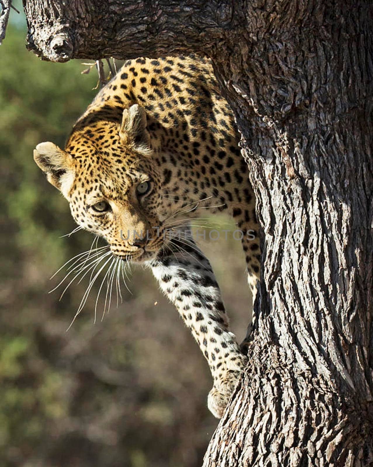 Magical Wildlife places in Khwai, Botswana