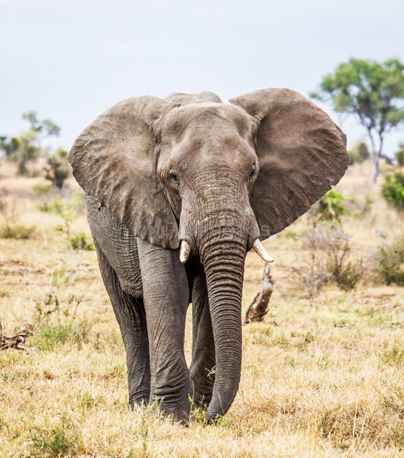 Magical Wildlife places in Khwai, Botswana