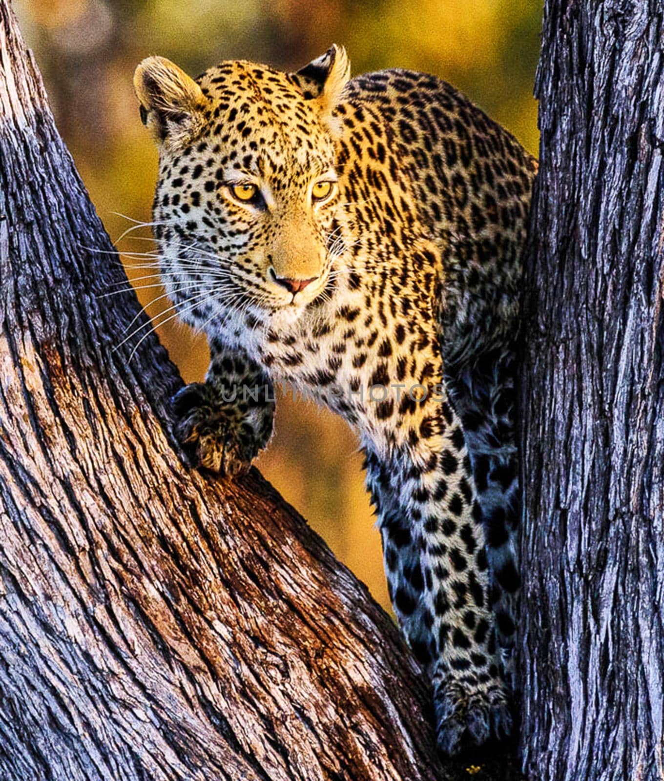 Magical Wildlife places in Khwai, Botswana