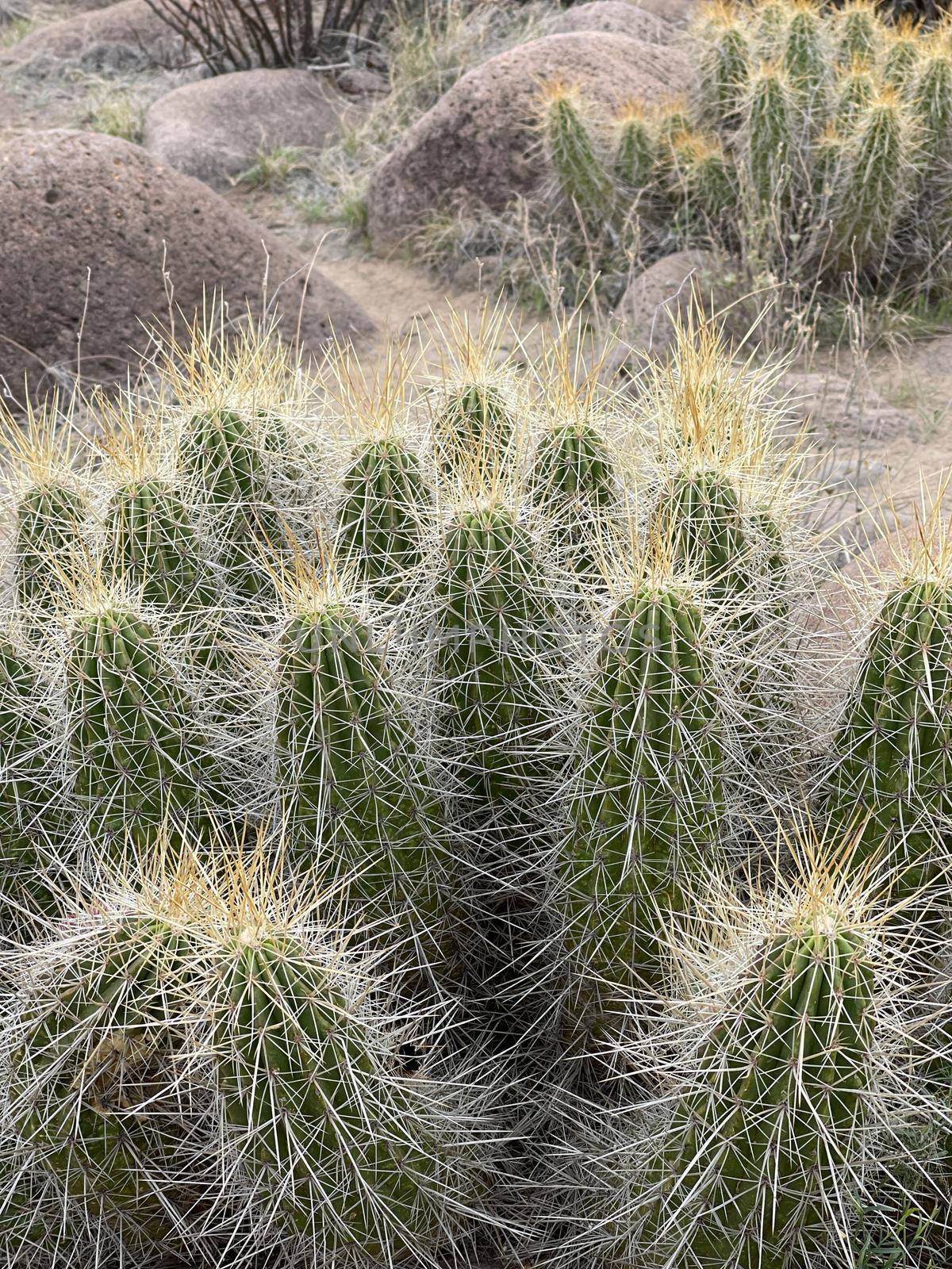 Prickly Organ Pipe Cactus in Arizona