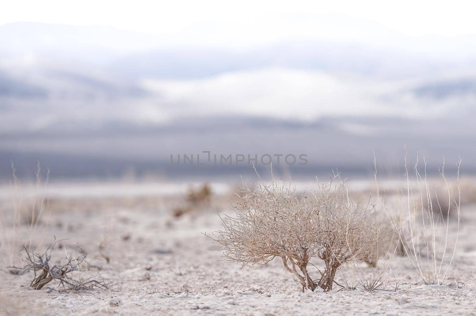 Death Valley Shrub by lisaldw