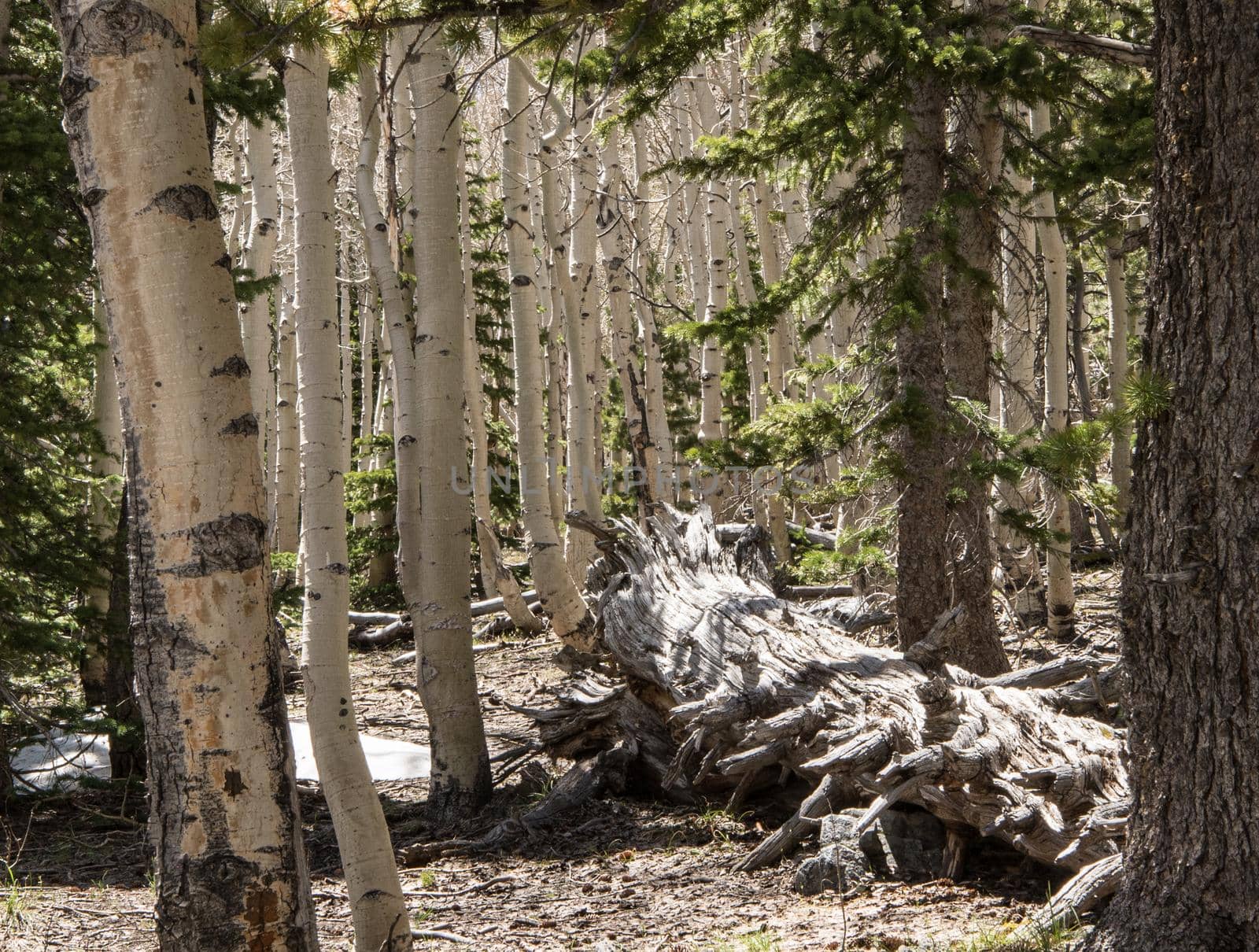 woodland ash trees in cluster