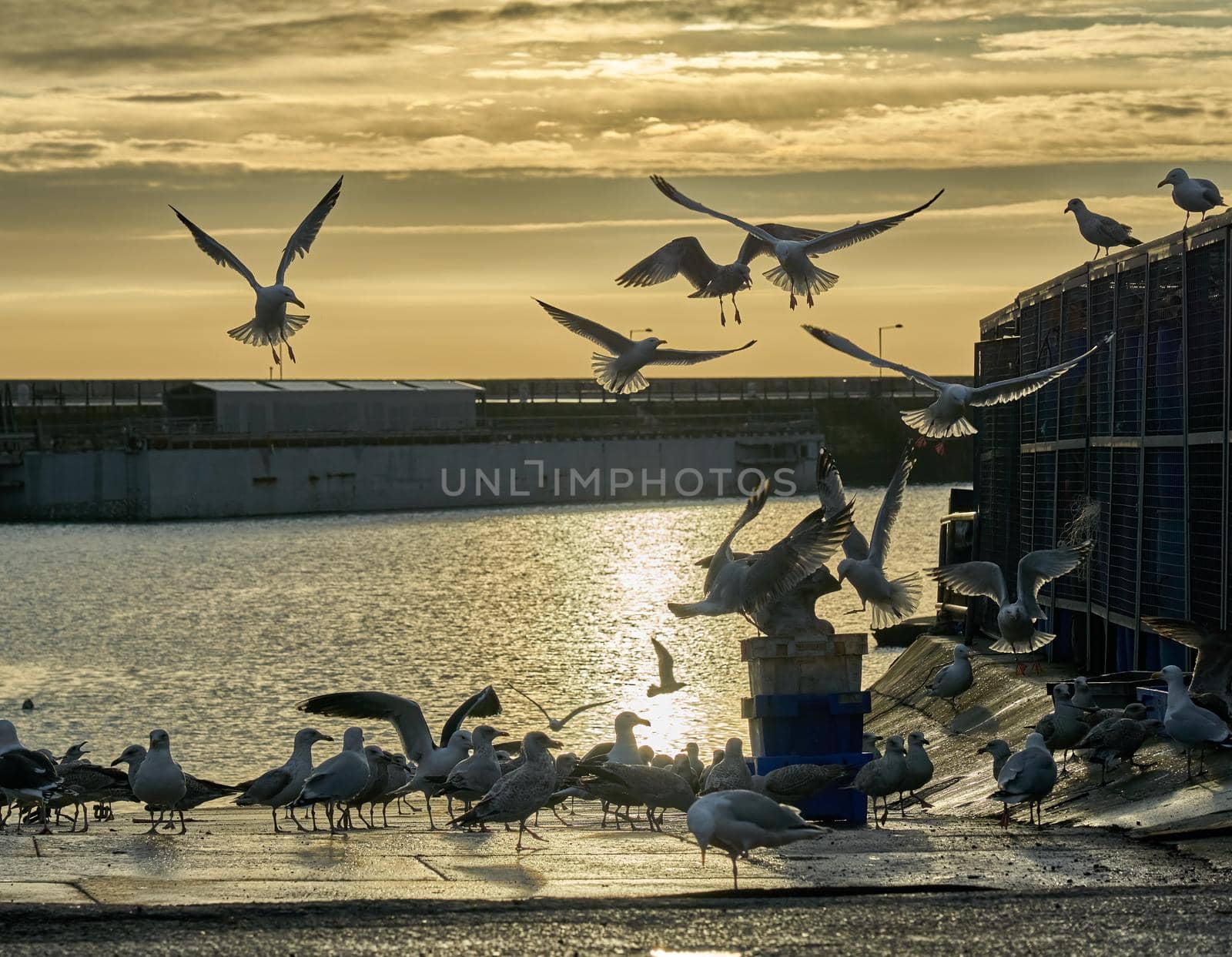 Silhouettes of seagulls fighting for food in the morning light