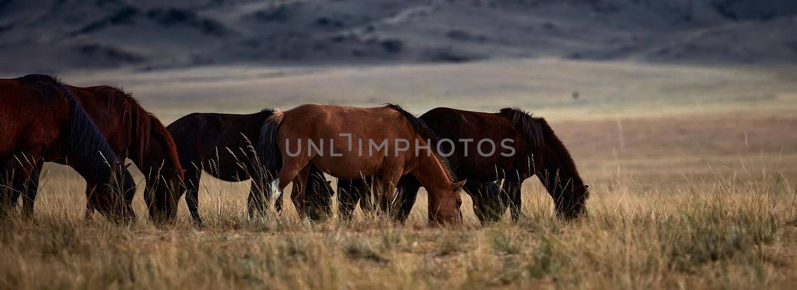 Mongolian horse in Mongolian steppe. Symbol of nomadic life. by EvgeniyQW