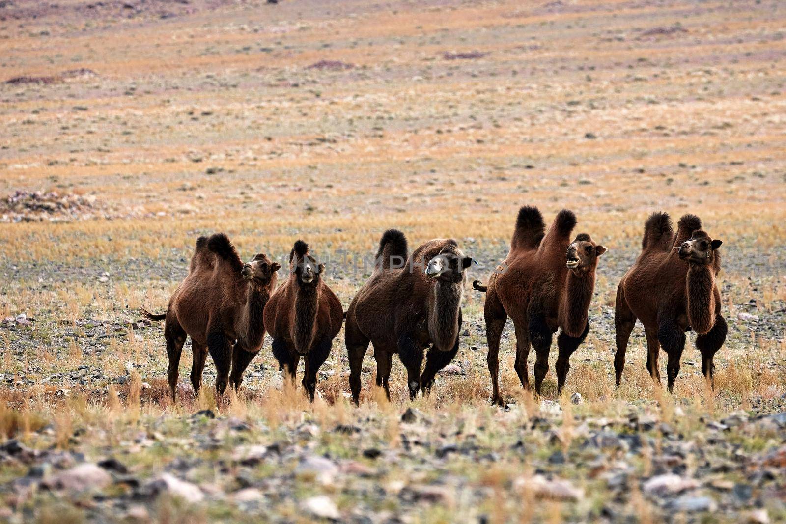 Bactrian camel in the steppes of Mongolia. the transport of the nomad. A herd of Animals on the pasture. by EvgeniyQW