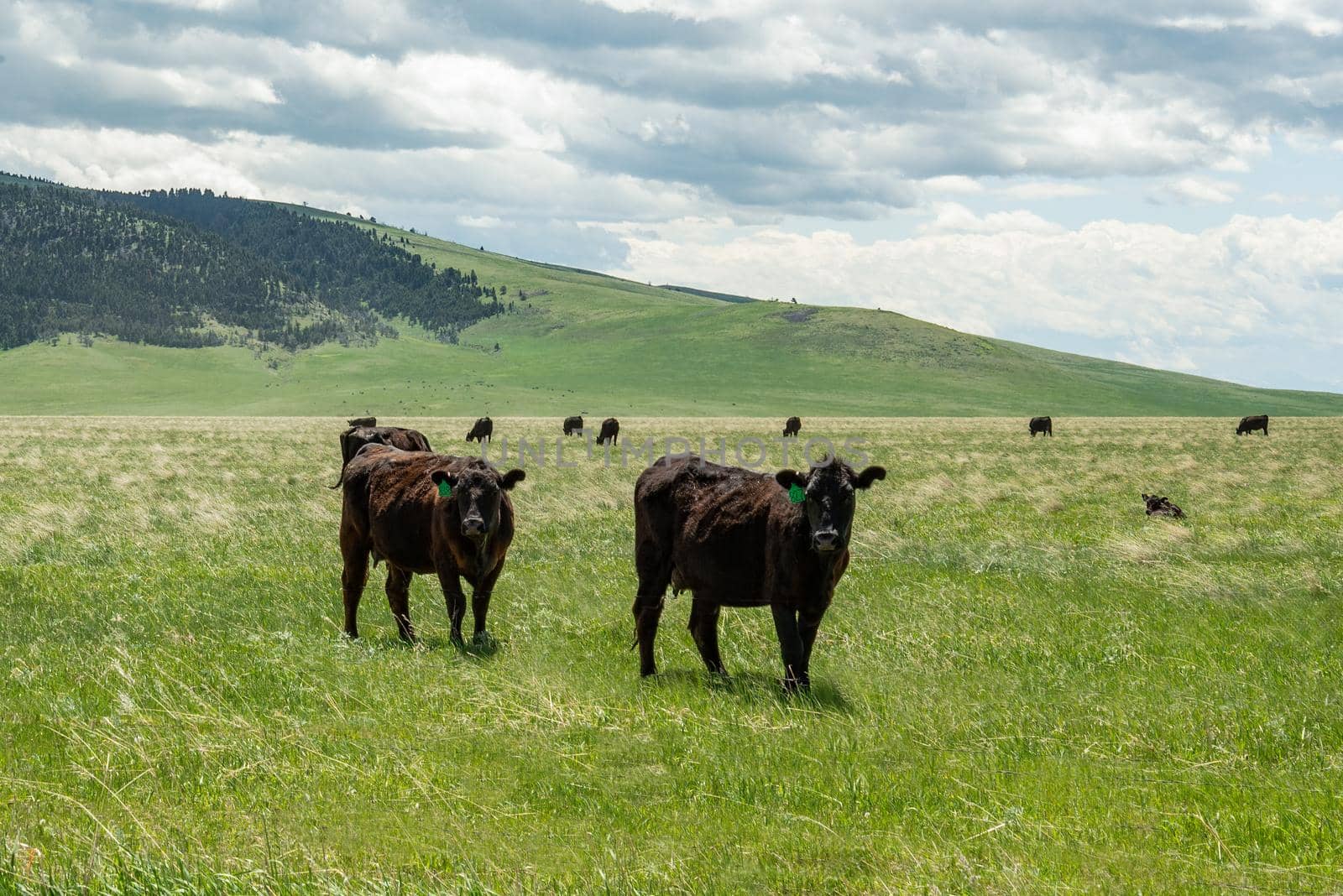 Montana Cattle graze on a pasture