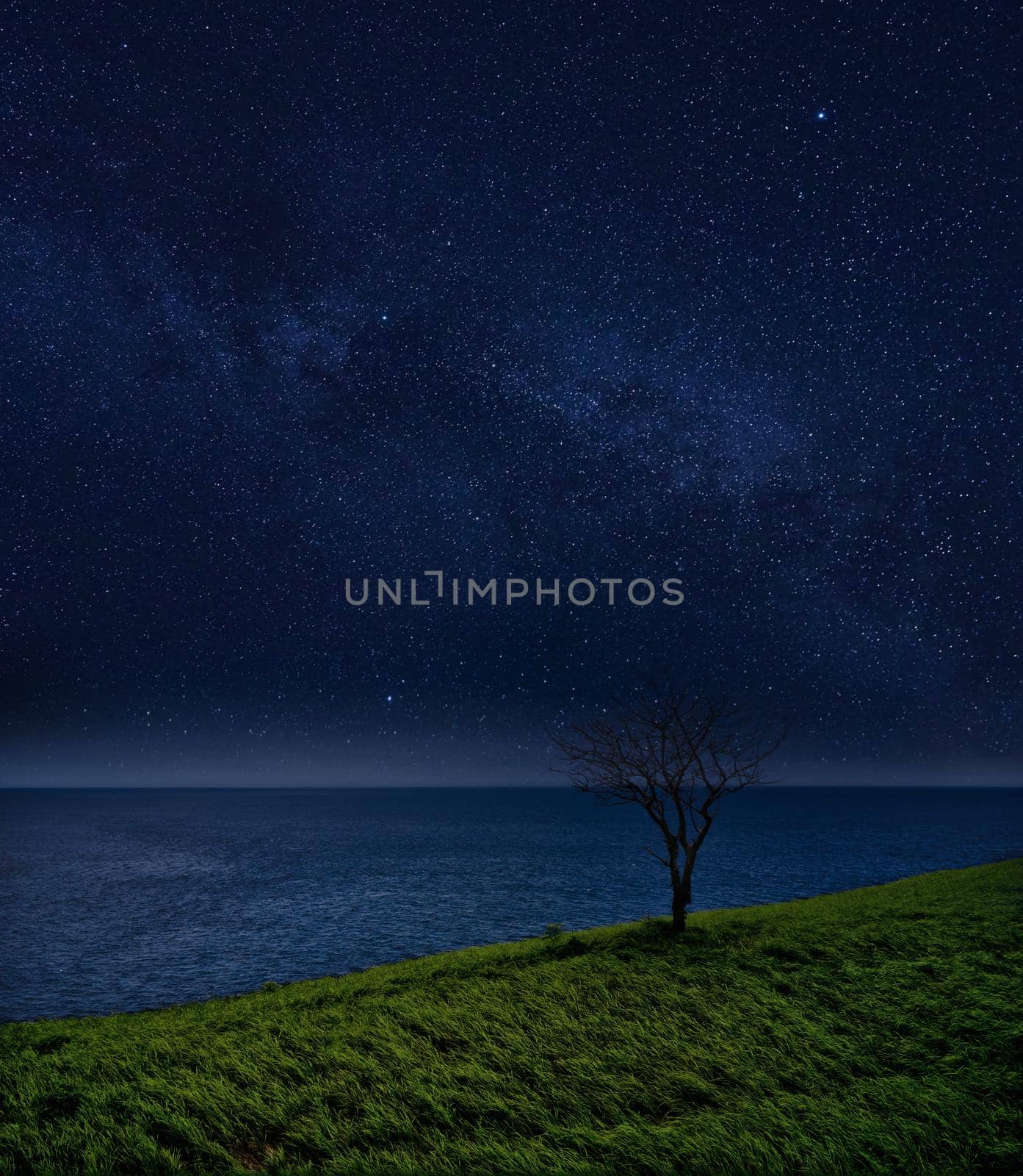 Lonely tree and the ocean against the starry sky. night landscape.