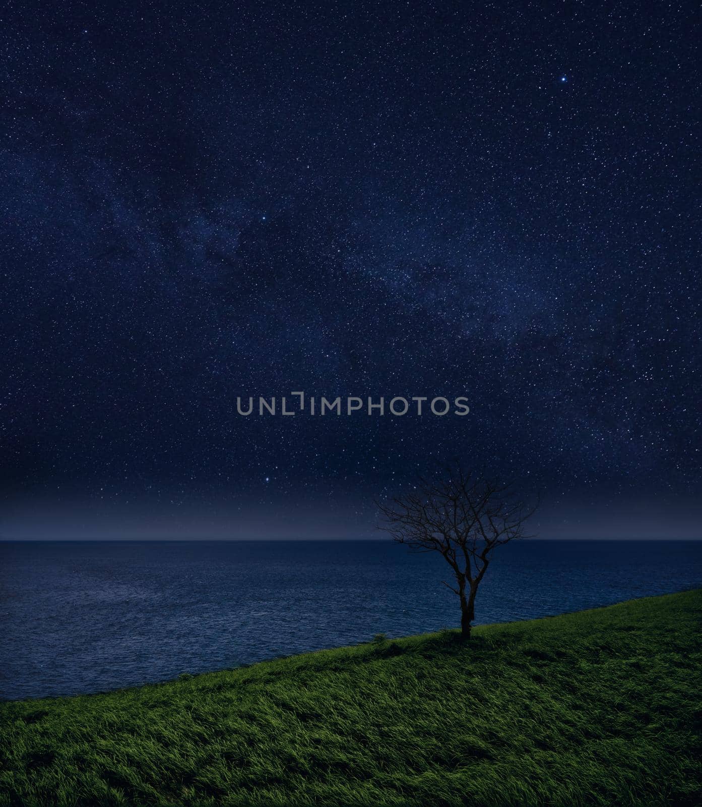 Lonely tree and the ocean against the starry sky. night landscape.