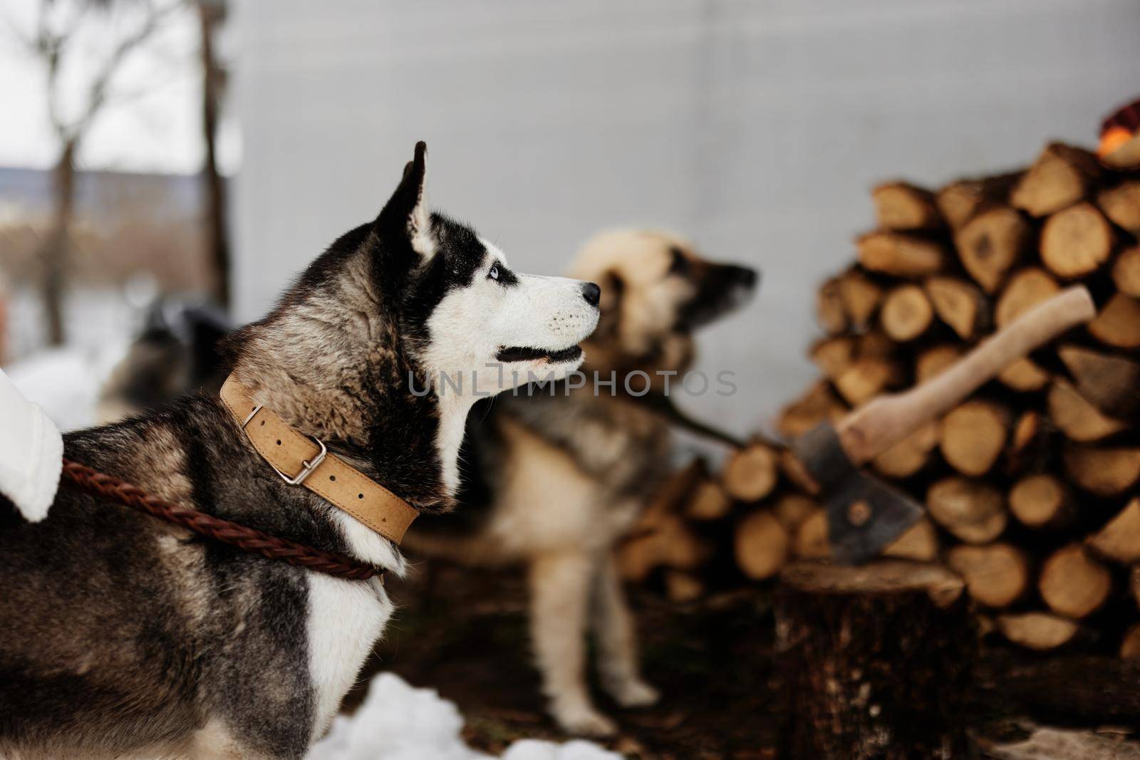 two purebred dogs outdoors in winter nature. High quality photo