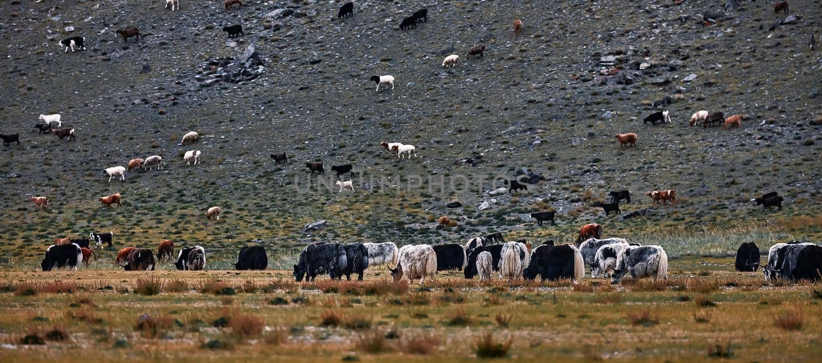 Herd of yaks. Carlike in Mongolia. A herd of Animals on the pasture. by EvgeniyQW