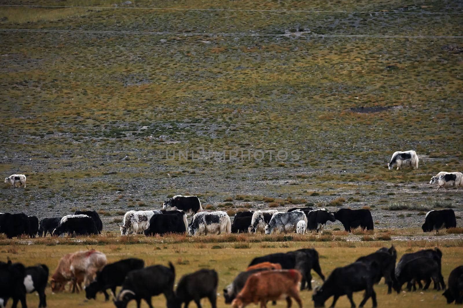 Herd of yaks. Carlike in Mongolia. A herd of Animals on the pasture. by EvgeniyQW
