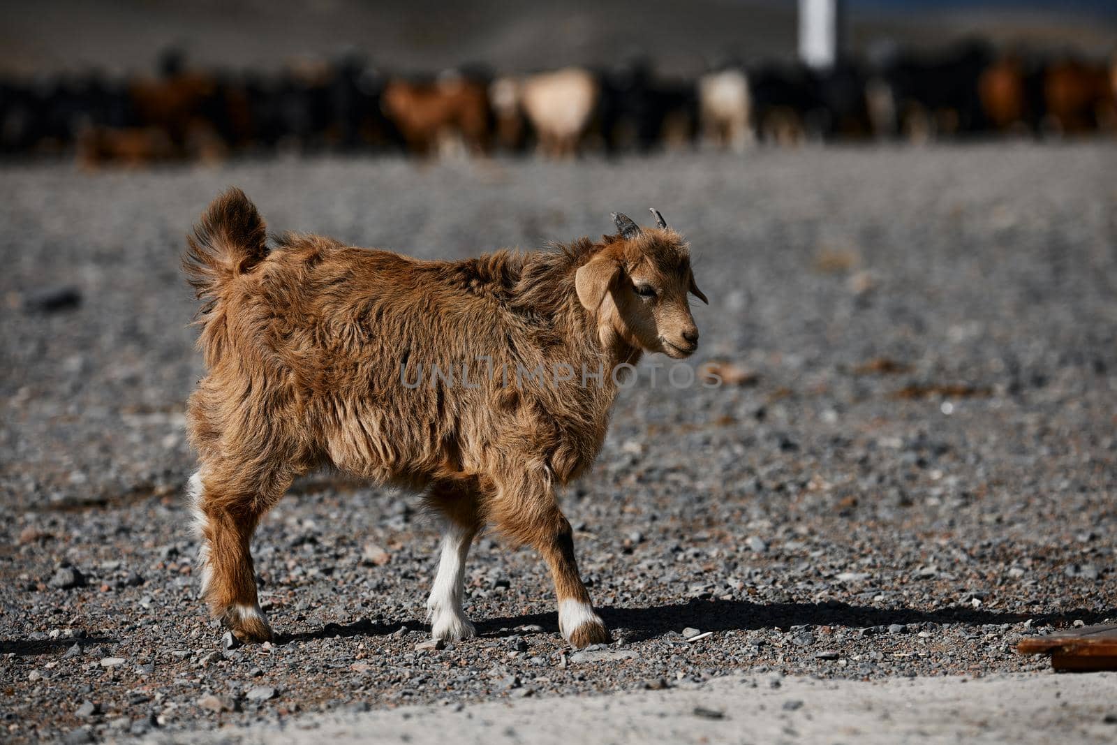 Mongolian goats. Source of meat, milk and wool. Goat Cashmere and cheese have become favorite Souvenirs of tourists.