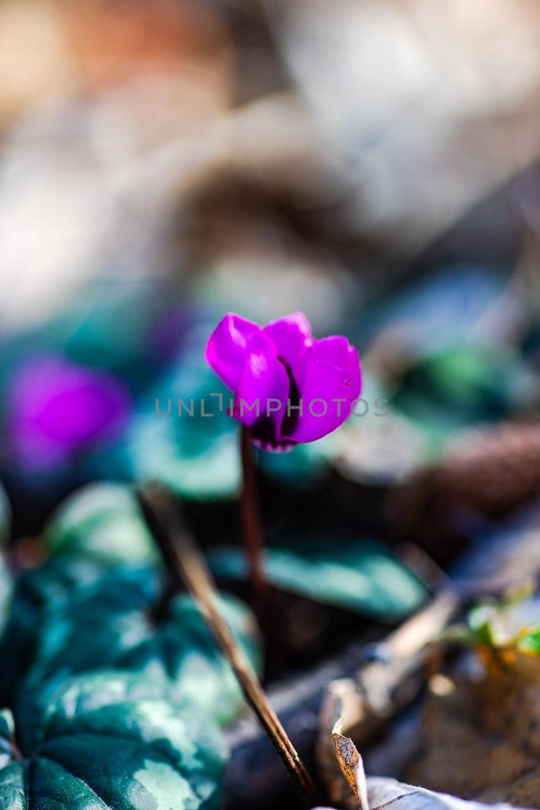 First spring flowers in the wood Erythronium Sibiricum, spring time card concept