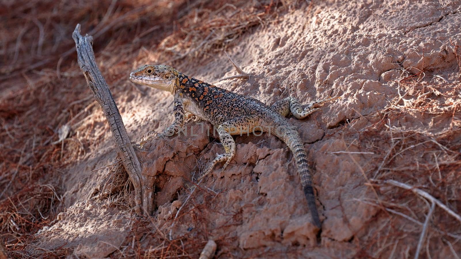 Lizard among the red rocks. Agama of Stoliczka (lat. Laudakia stoliczkana) is a lizard from the genus of Asian mountain agams.