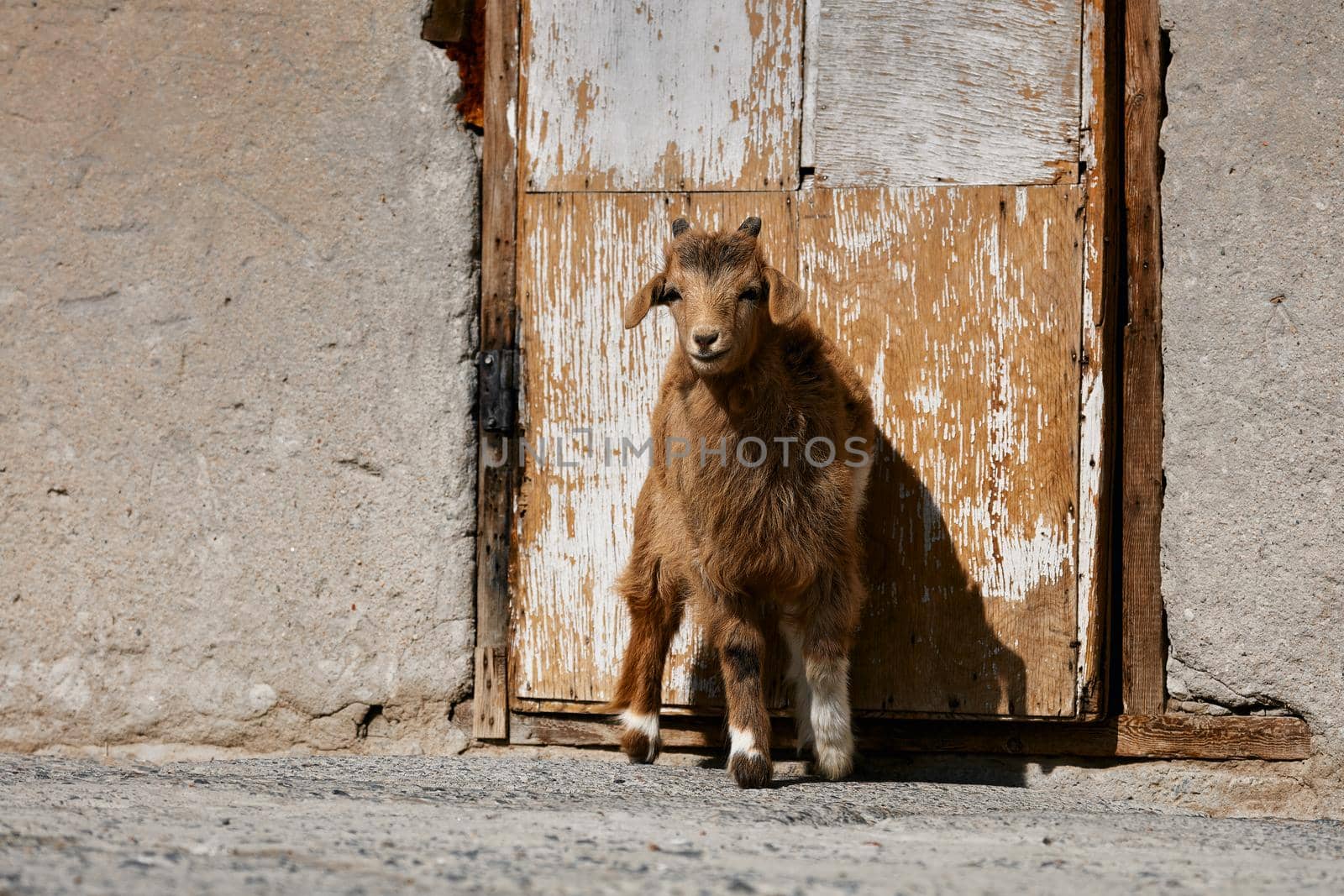 Mongolian goats. Source of meat, milk and wool. Goat Cashmere and cheese have become favorite Souvenirs of tourists.