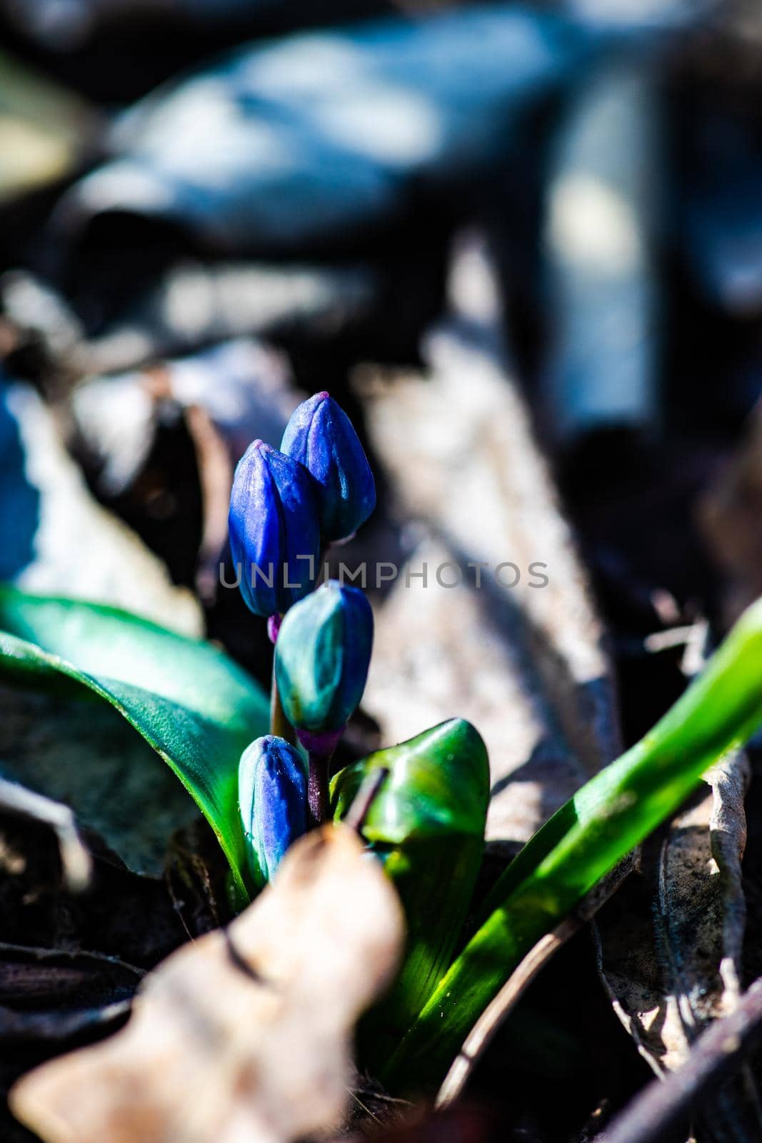 First spring blue Scilla siberica  flowers in a wild forest