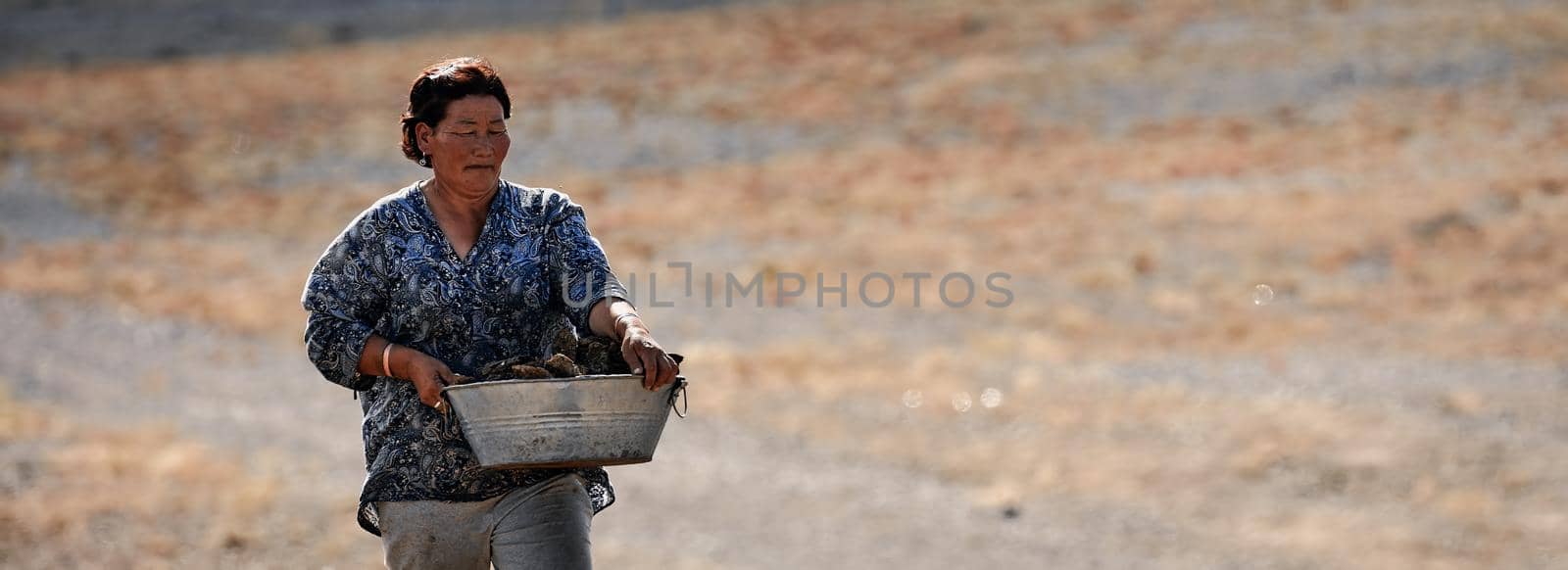 Mongolian woman carries dried manure for kindling the stove. Life of a Mongolian family. 06.09.2019. Gobi Desert, Mongolia.