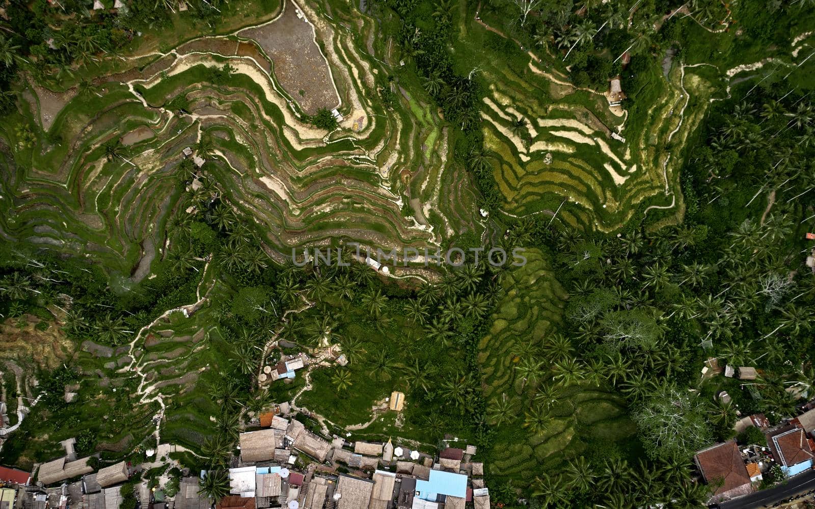 Top view or aerial shot of fresh green and yellow rice fields. Aerial view of Planted Rice fields and rural villages, geometry of agriculture. Bali, Indonesia