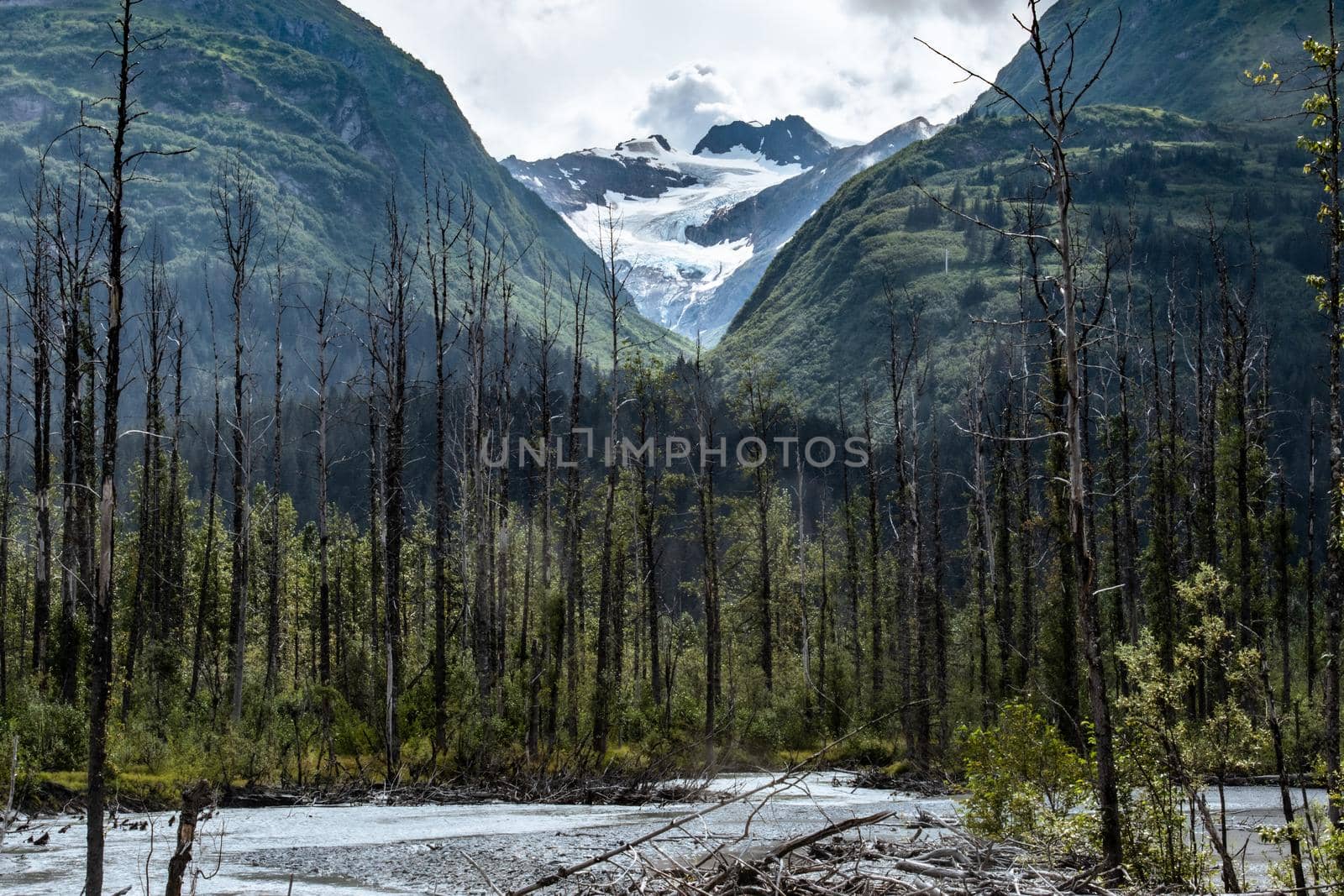 Alaskan Glacier peaks through the trees