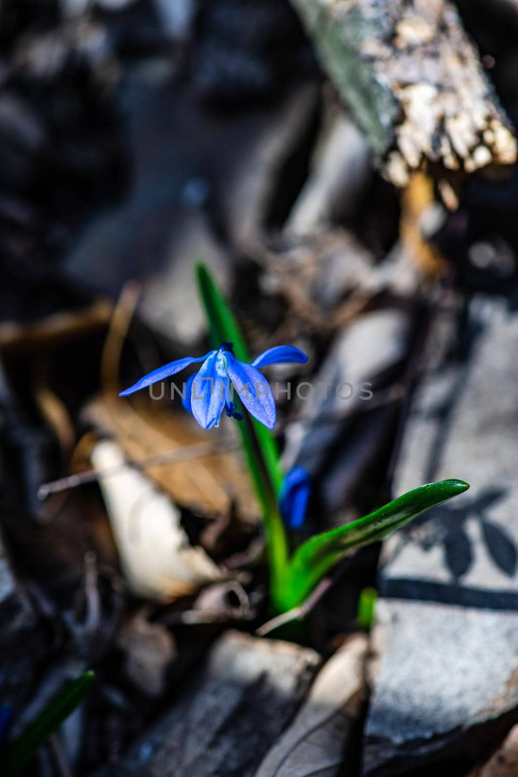 First spring Scilla siberica flowers by Elet