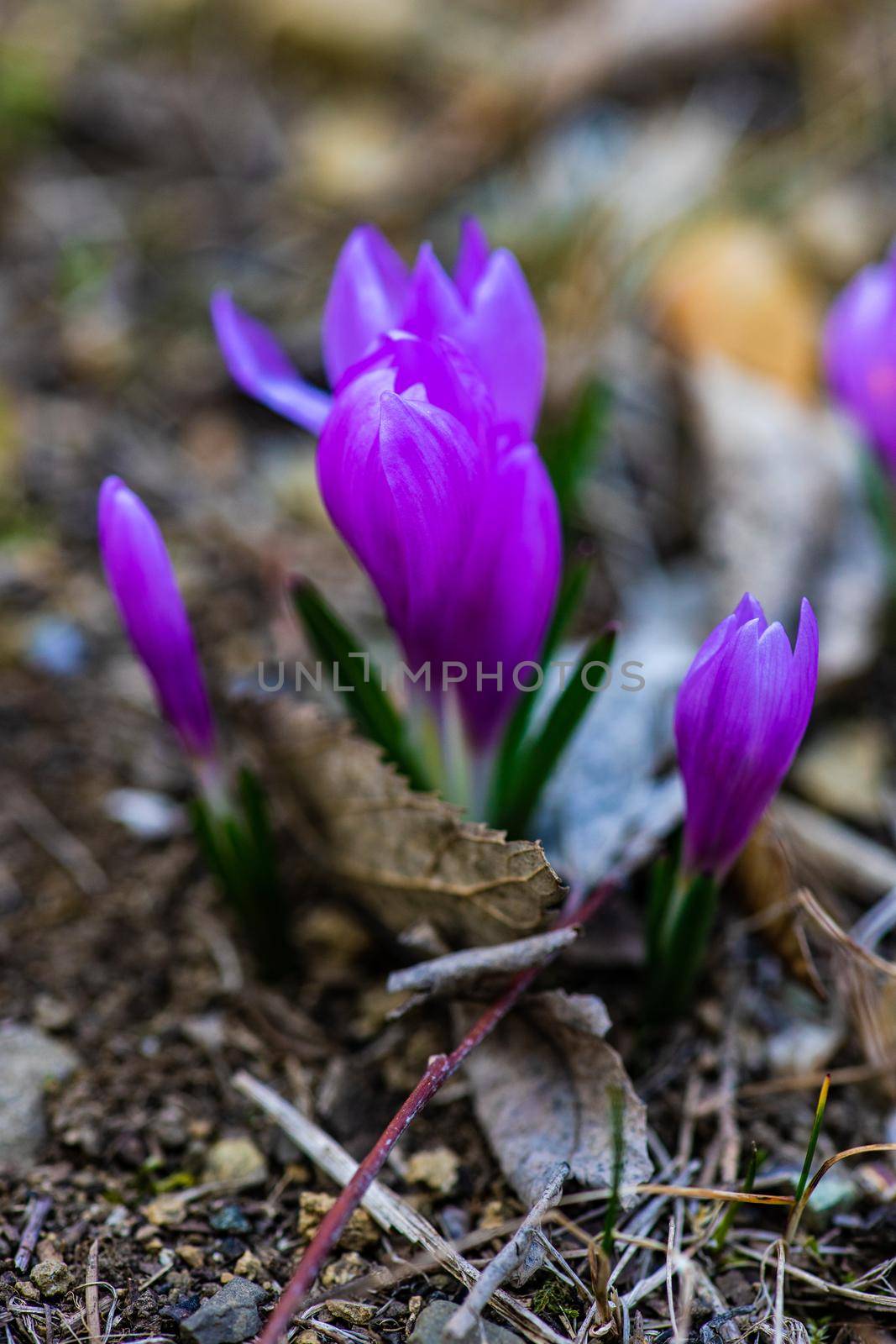 Colchicum autumnale, commonly known as crocus, meadow saffron or naked lady