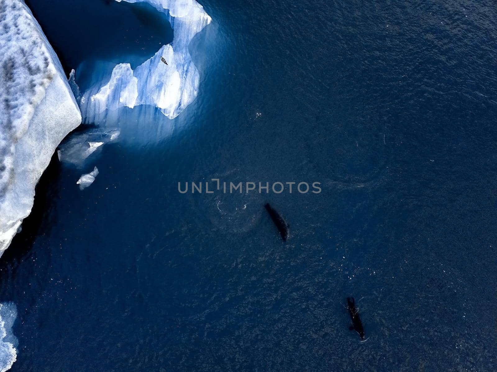 Aerial view of Glacier lagoon in Iceland. Seals on the ice