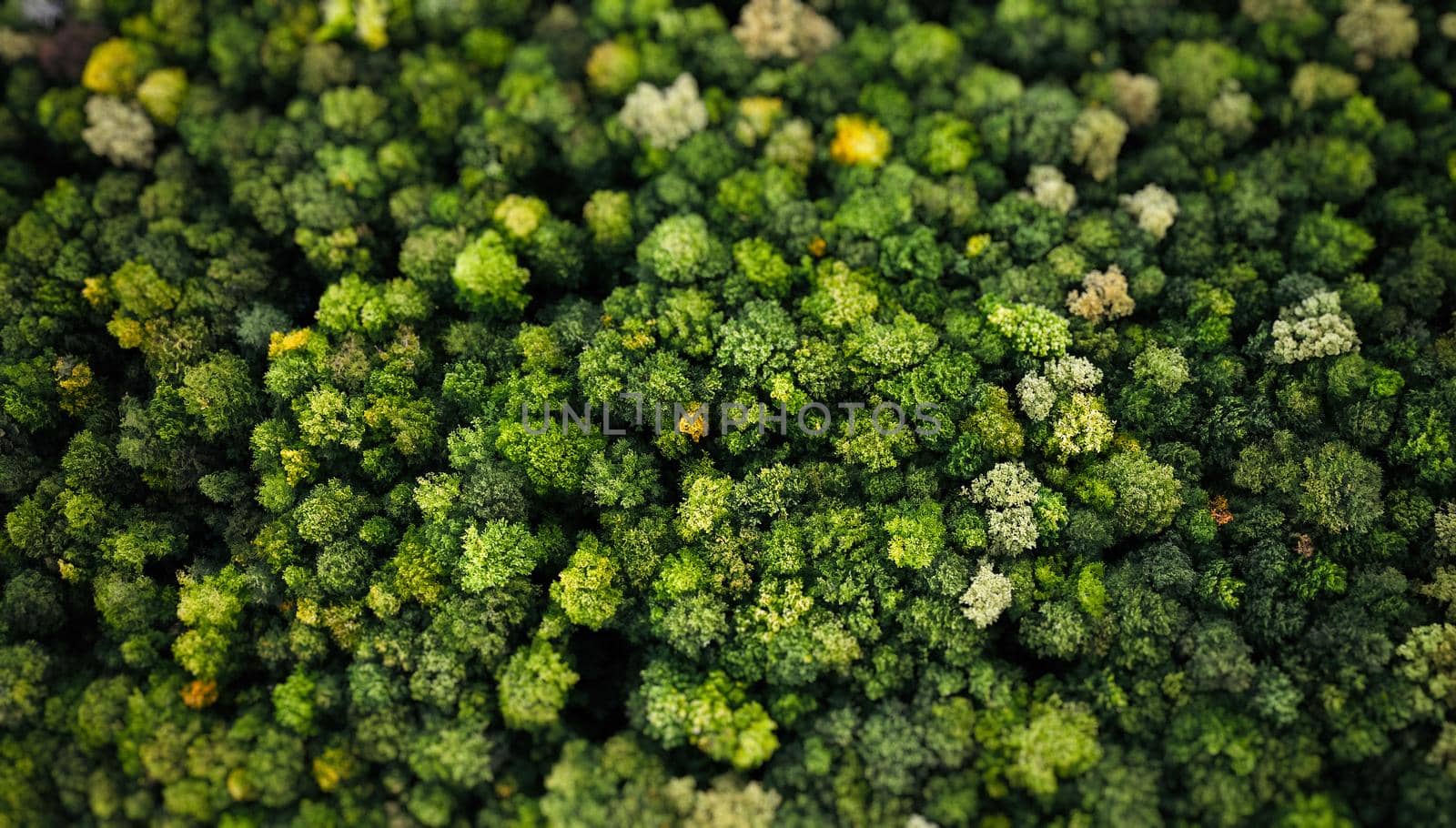 Forest with a bird's eye view. shooting from drone