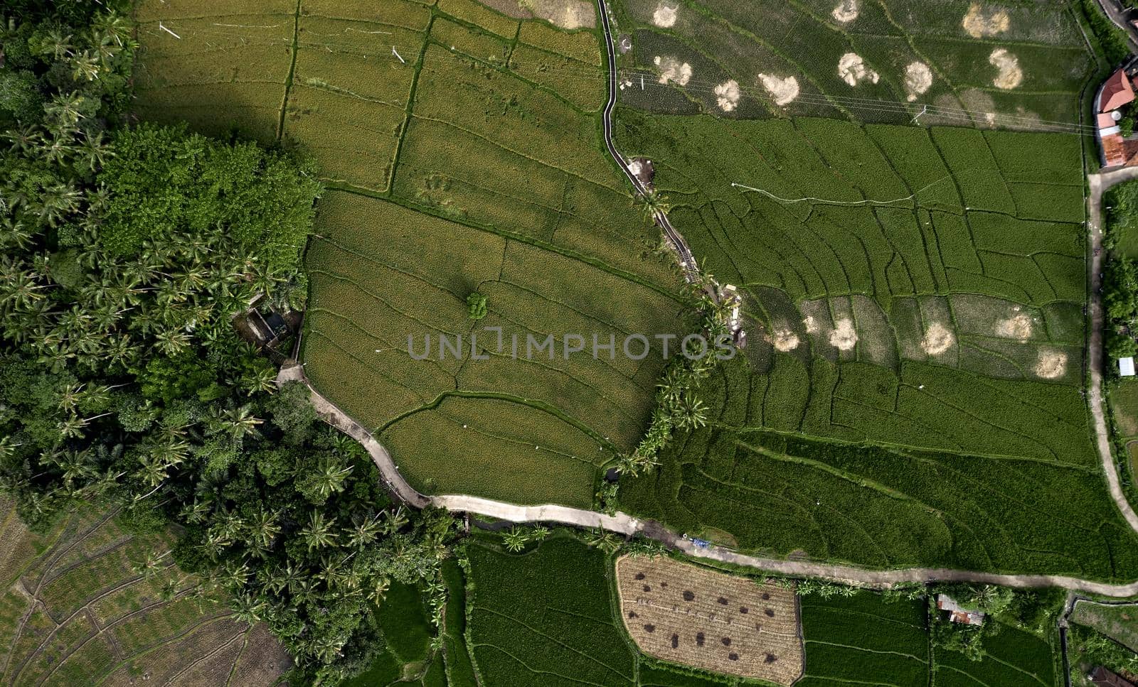 Top view or aerial shot of fresh green and yellow rice fields. Aerial view of Planted Rice fields and rural villages, geometry of agriculture. Bali, Indonesia