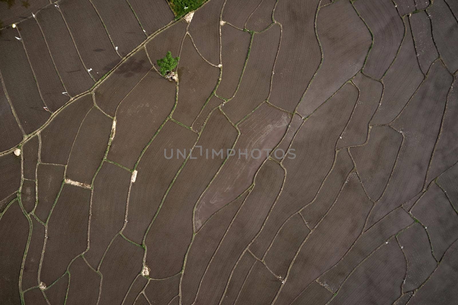 Aerial view of Planted Rice fields. geometry of agriculture. Bali, Indonesia