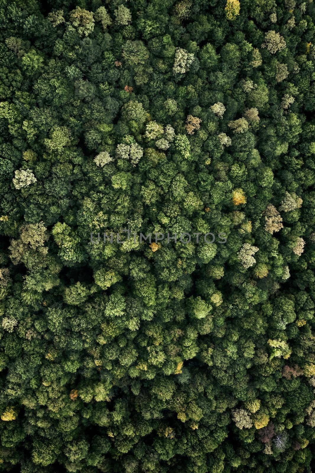 Forest with a bird's eye view. shooting from drone