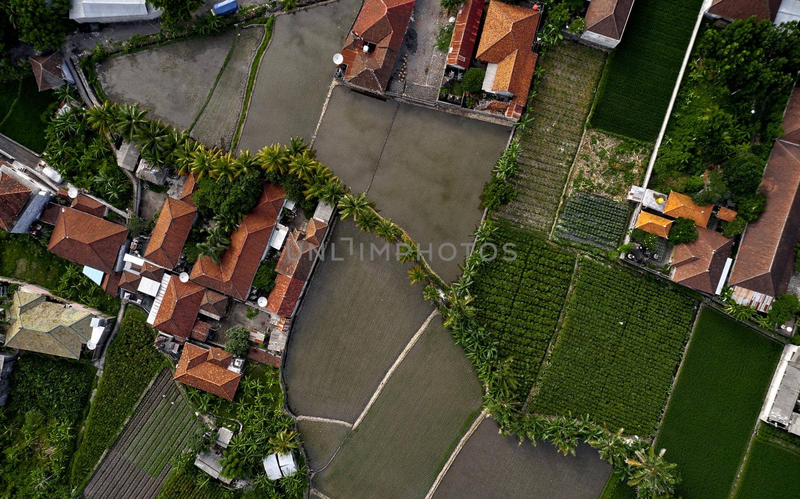 Top view or aerial shot of fresh green and yellow rice fields. Aerial view of Planted Rice fields and rural villages, geometry of agriculture. Bali, Indonesia