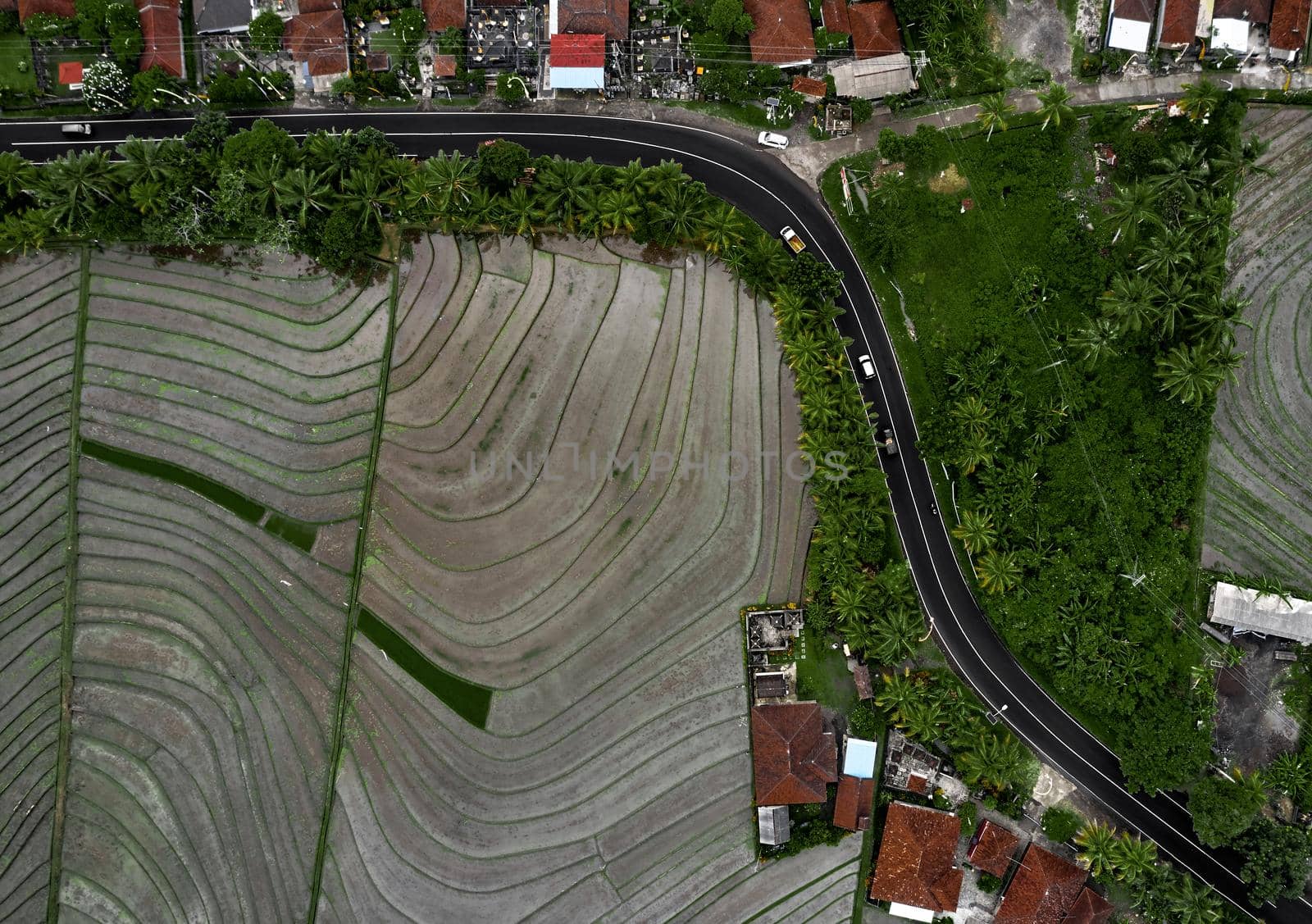 Top view or aerial shot of fresh green and yellow rice fields. Aerial view of Planted Rice fields and rural villages, geometry of agriculture. Bali, Indonesia