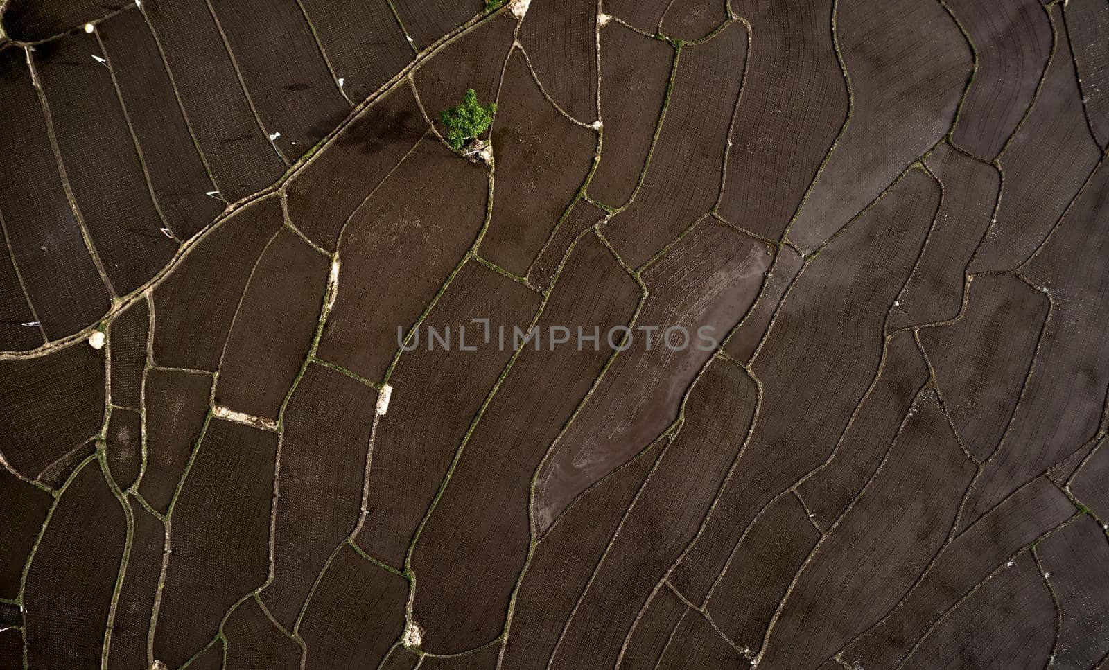 Aerial view of Planted Rice fields. geometry of agriculture. Bali, Indonesia