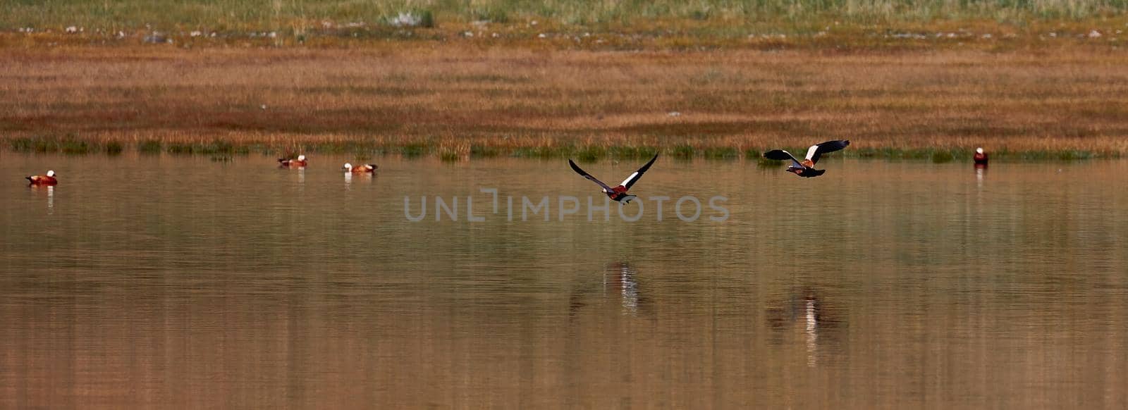 Wild ducks on the lake. Birdwatching on the lake and the foothills of the Altai, Mongolia.