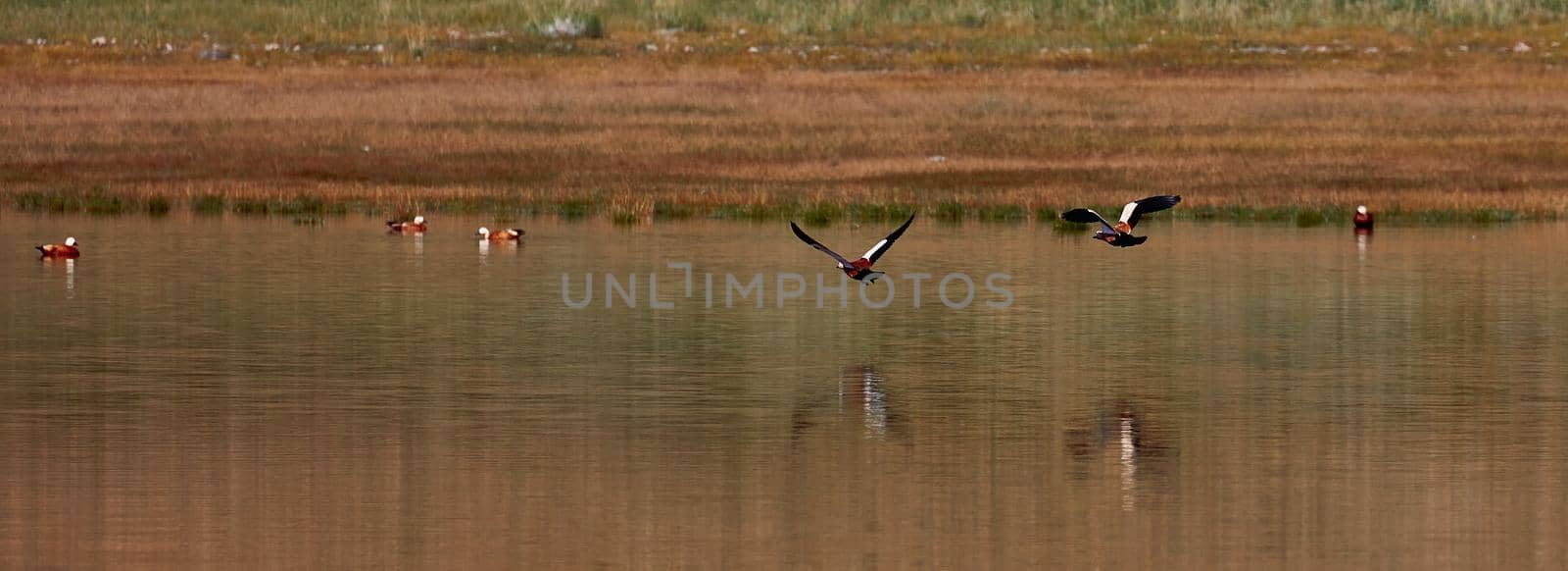 Wild ducks on the lake. Birdwatching on the lake and the foothills of the Altai, Mongolia.