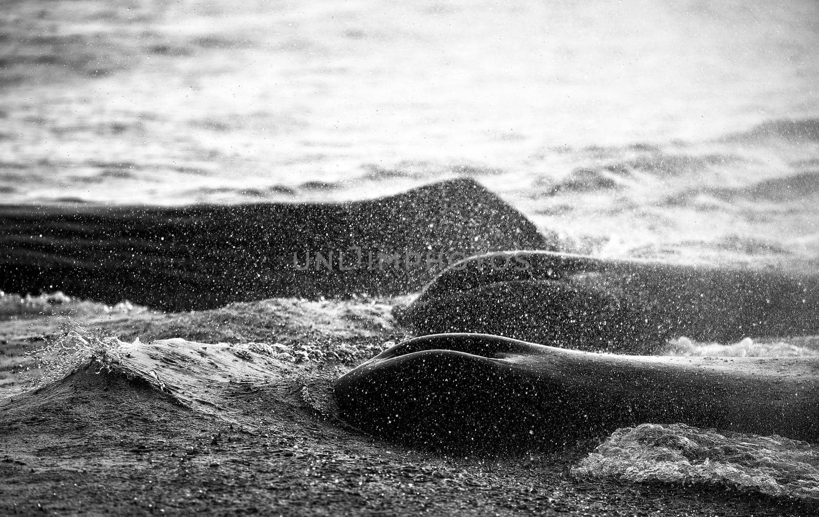 Whale watching. Group of sperm whales breathes air. Splashes and chalks of whales above the sea. Sea Safari (Whale safari). Physéter macrocéphalus by EvgeniyQW