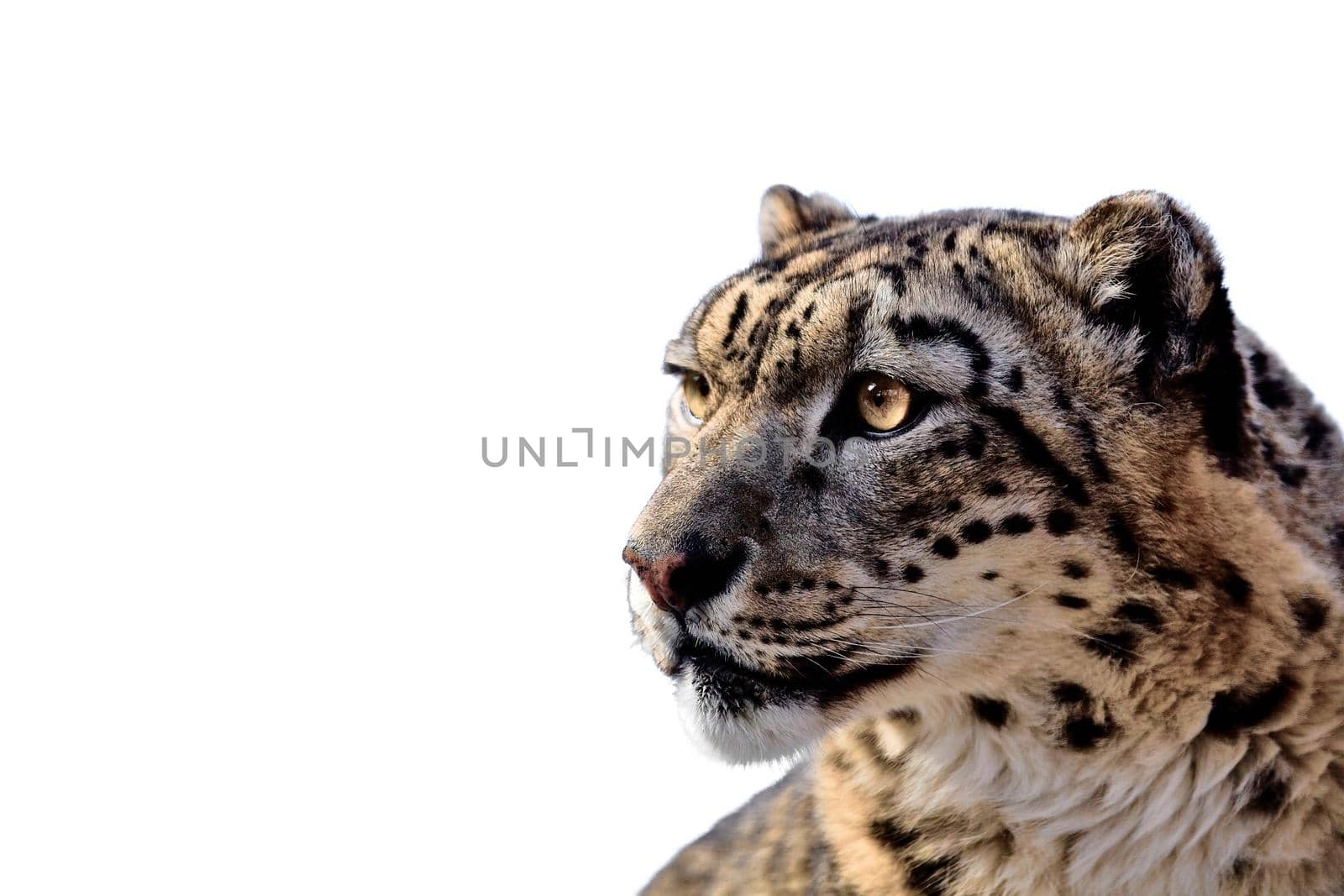 Beautiful Portrait of a Snow Leopard On white background. Portrait of a wild cat Irbis (Uncia uncia)