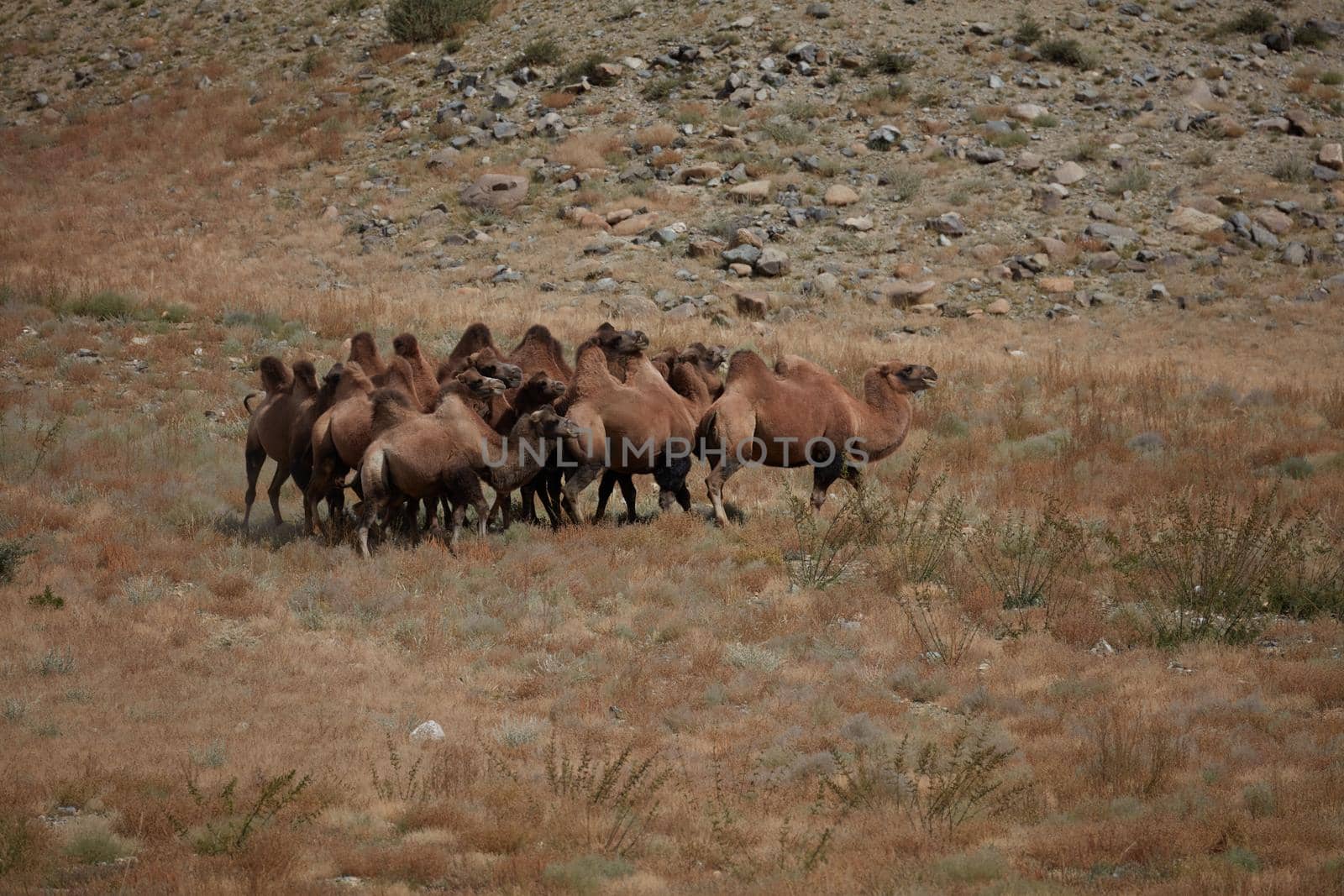 Bactrian Camel in the Gobi desert, Mongolia. A herd of Animals on the pasture.