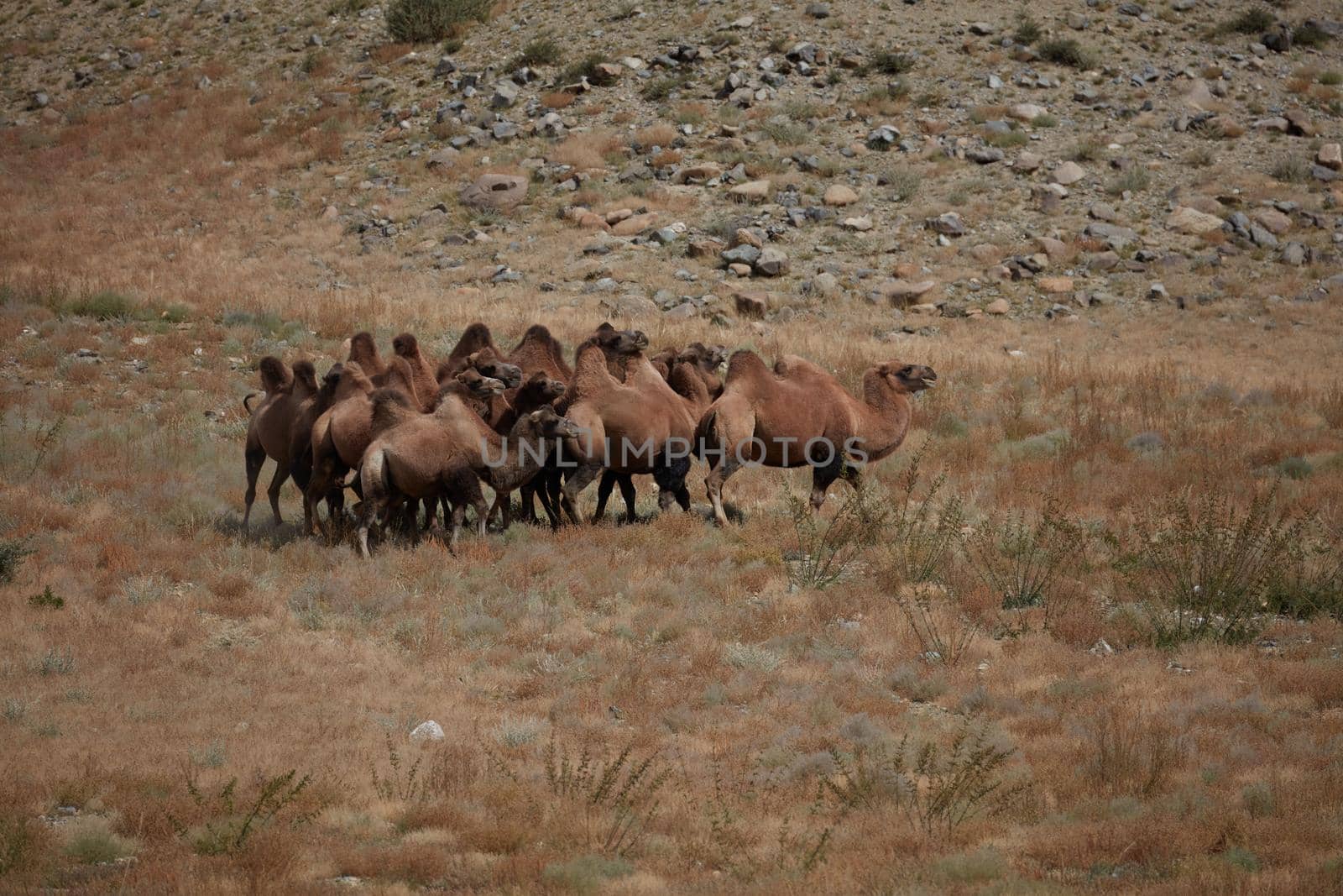 Bactrian Camel in the Gobi desert, Mongolia. A herd of Animals on the pasture. by EvgeniyQW