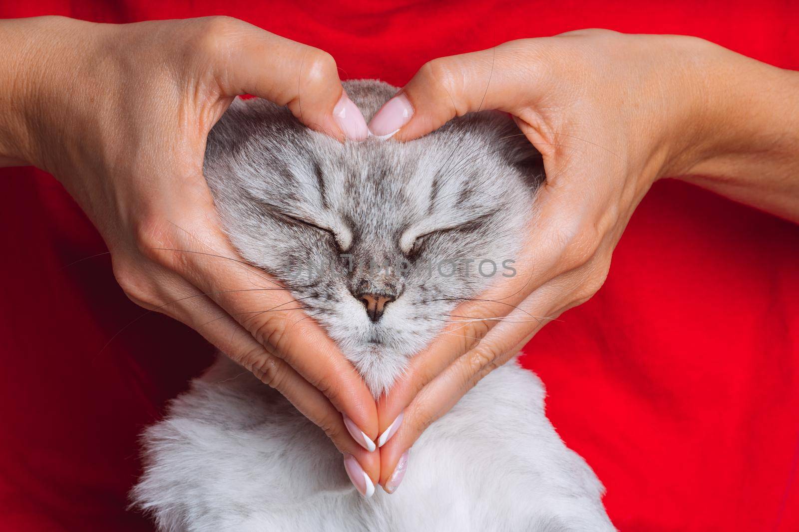 Woman with cute cat making a heart shape with her hands. Love for the animals. Pets and human love. High quality photo