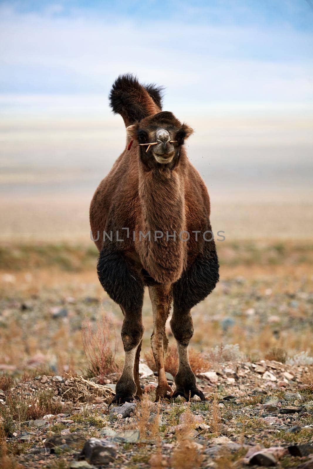 Bactrian camel in the steppes of Mongolia. the transport of the nomad. A herd of Animals on the pasture.