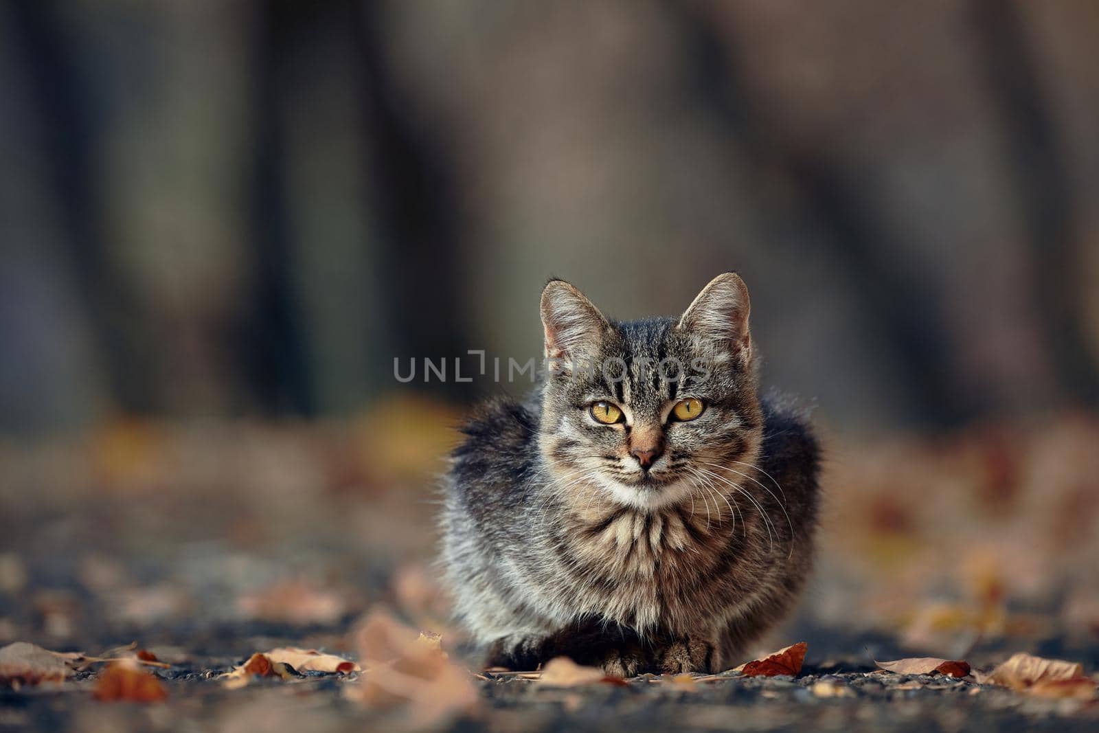 Beautiful kitten in the autumn Park. Cute fluffy cat by EvgeniyQW